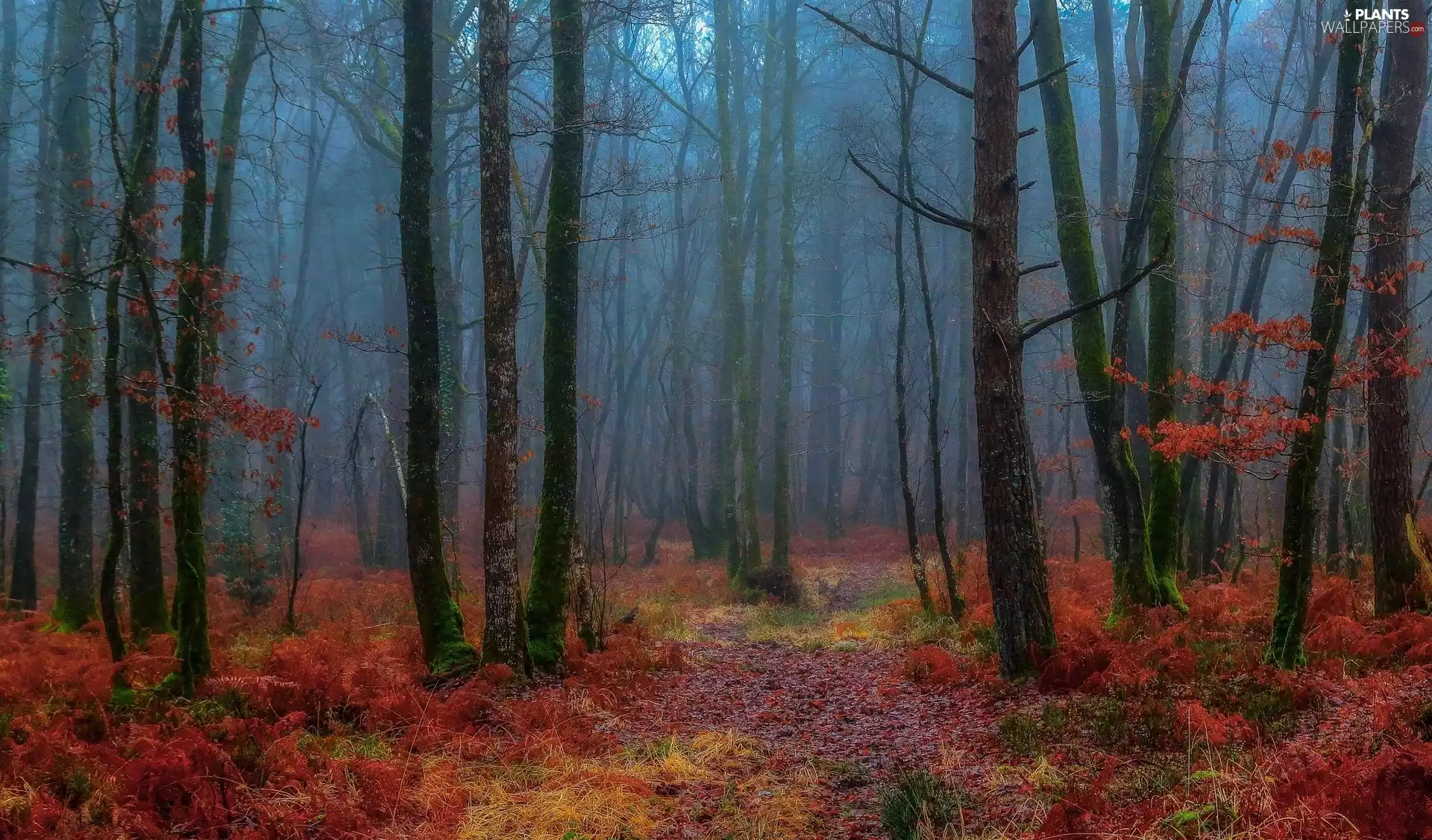 trees, autumn, forest, Fog, viewes, leafless