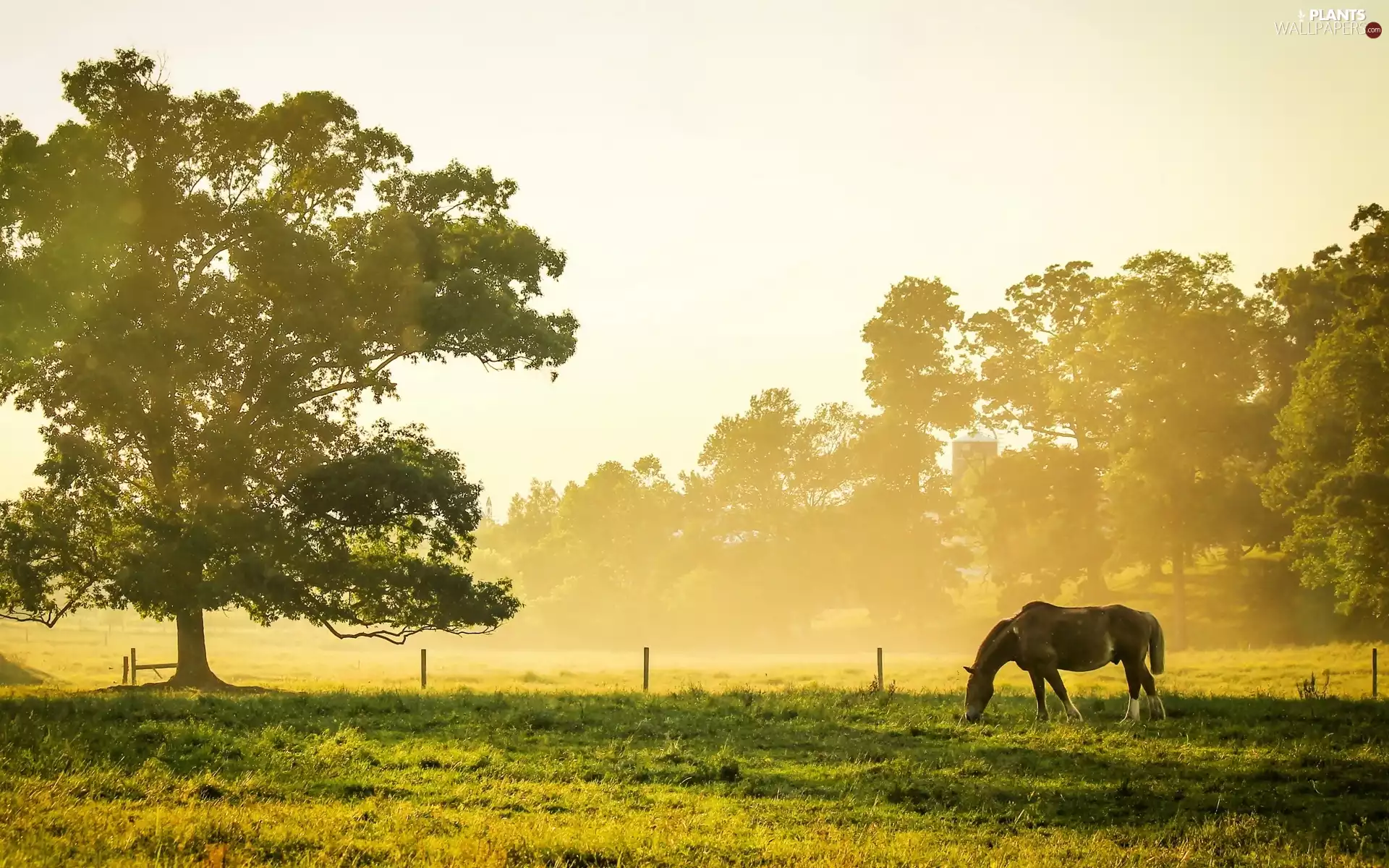 Meadow, trees, Horse, Fog