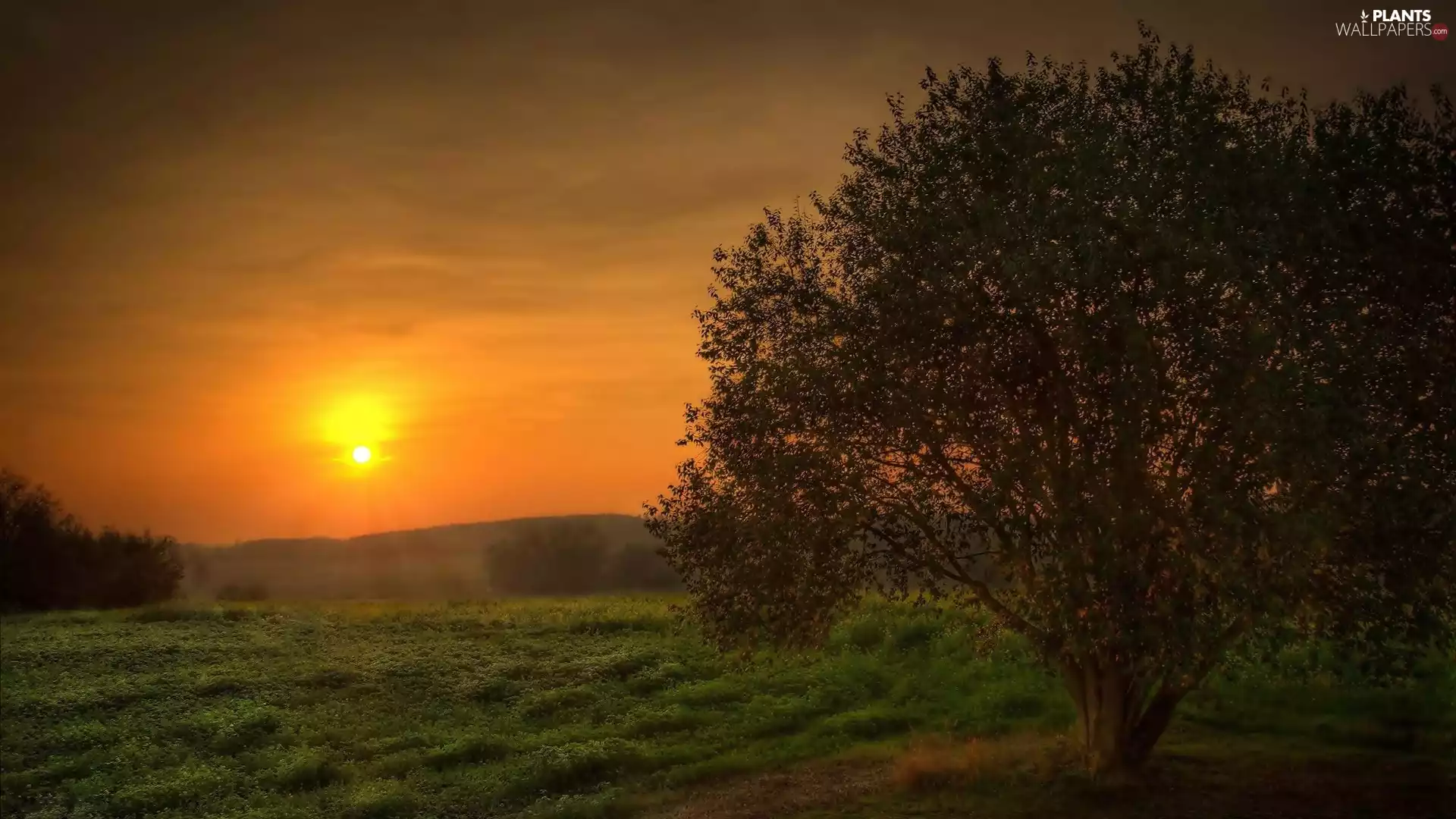 trees, Fog, Meadow, Great Sunsets