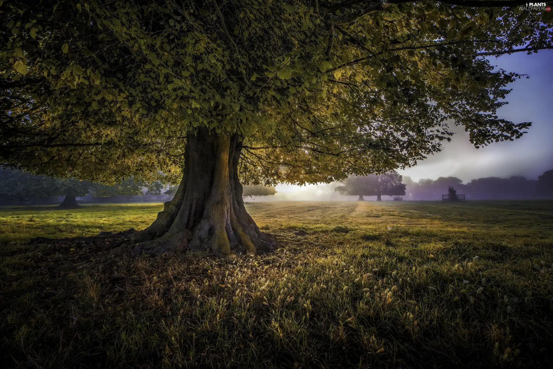 Fog, trees, Meadow