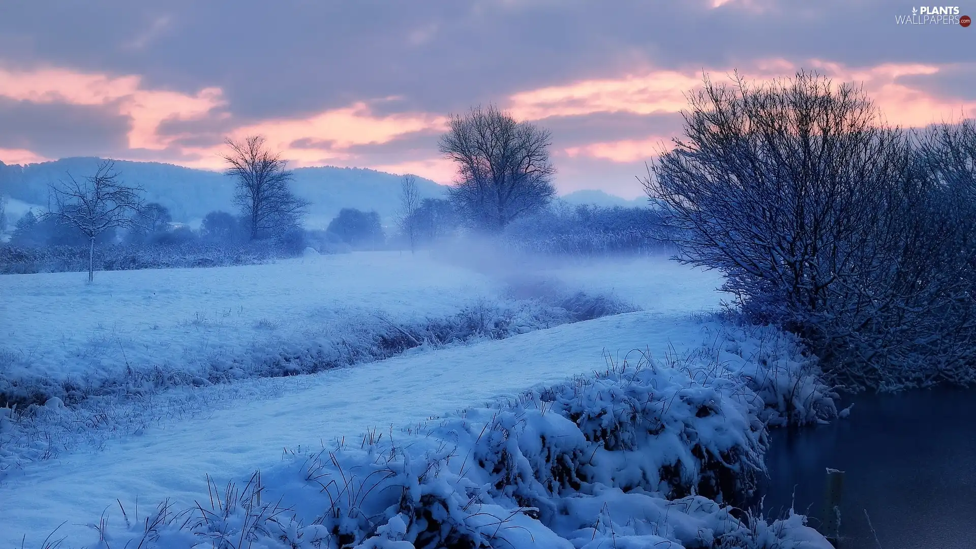 trees, winter, snow, Fog, viewes, morning