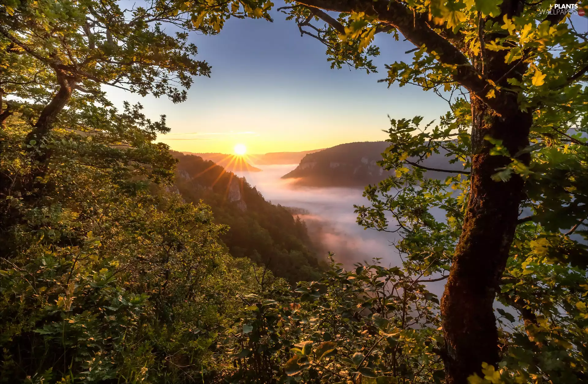 Fog, Mountains, trees, viewes, rays, Sunrise, branch pics, morning, oaks