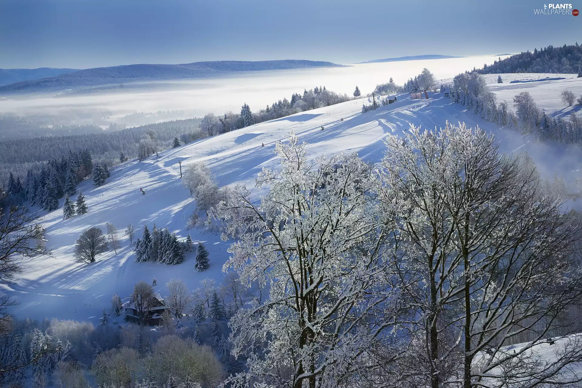 trees, viewes, morning, Houses, Mountains, Hill, winter, Fog