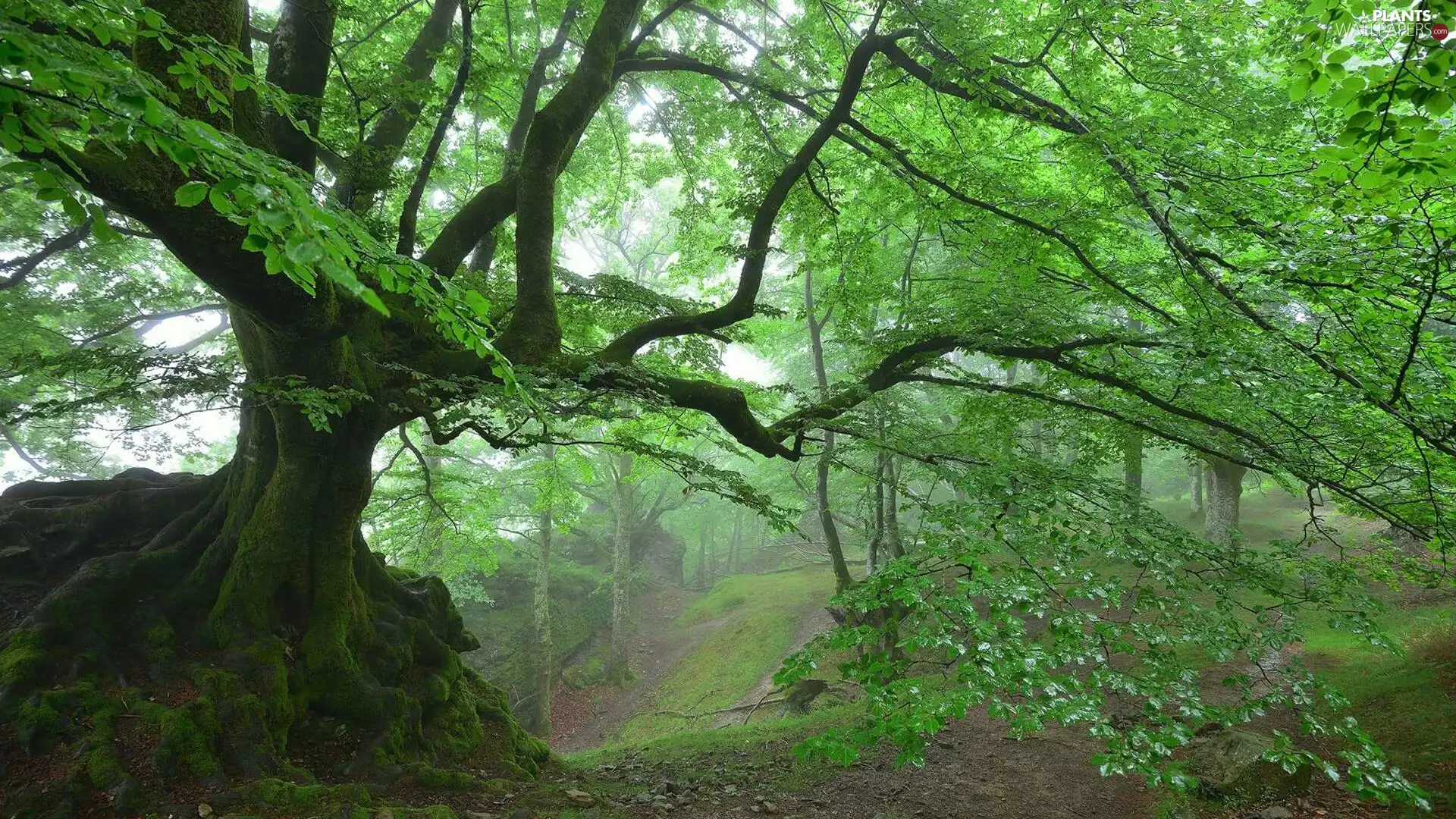 viewes, Fog, mossy, trees, forest