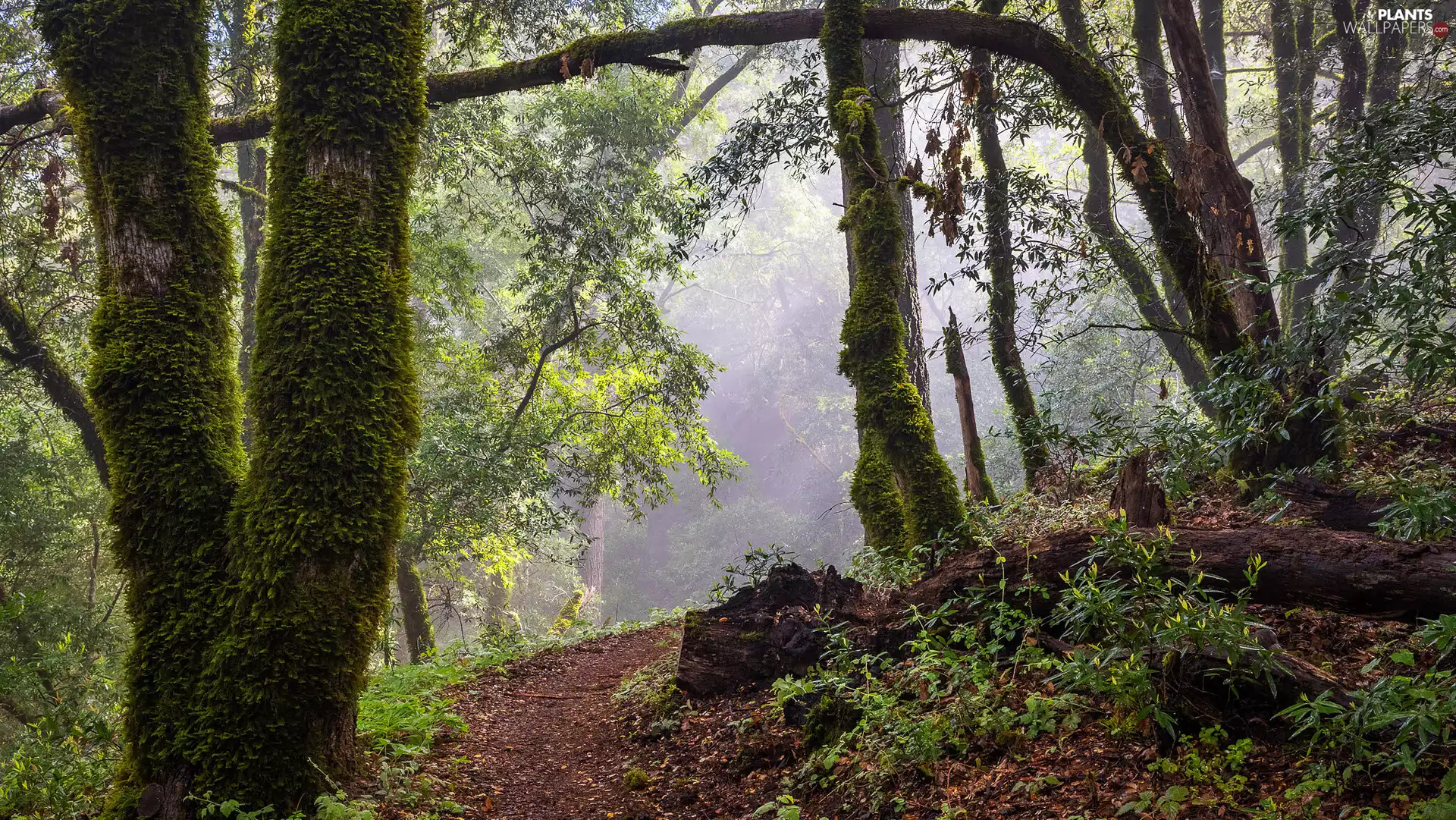 trees, forest, Plants, Fog, viewes, mossy