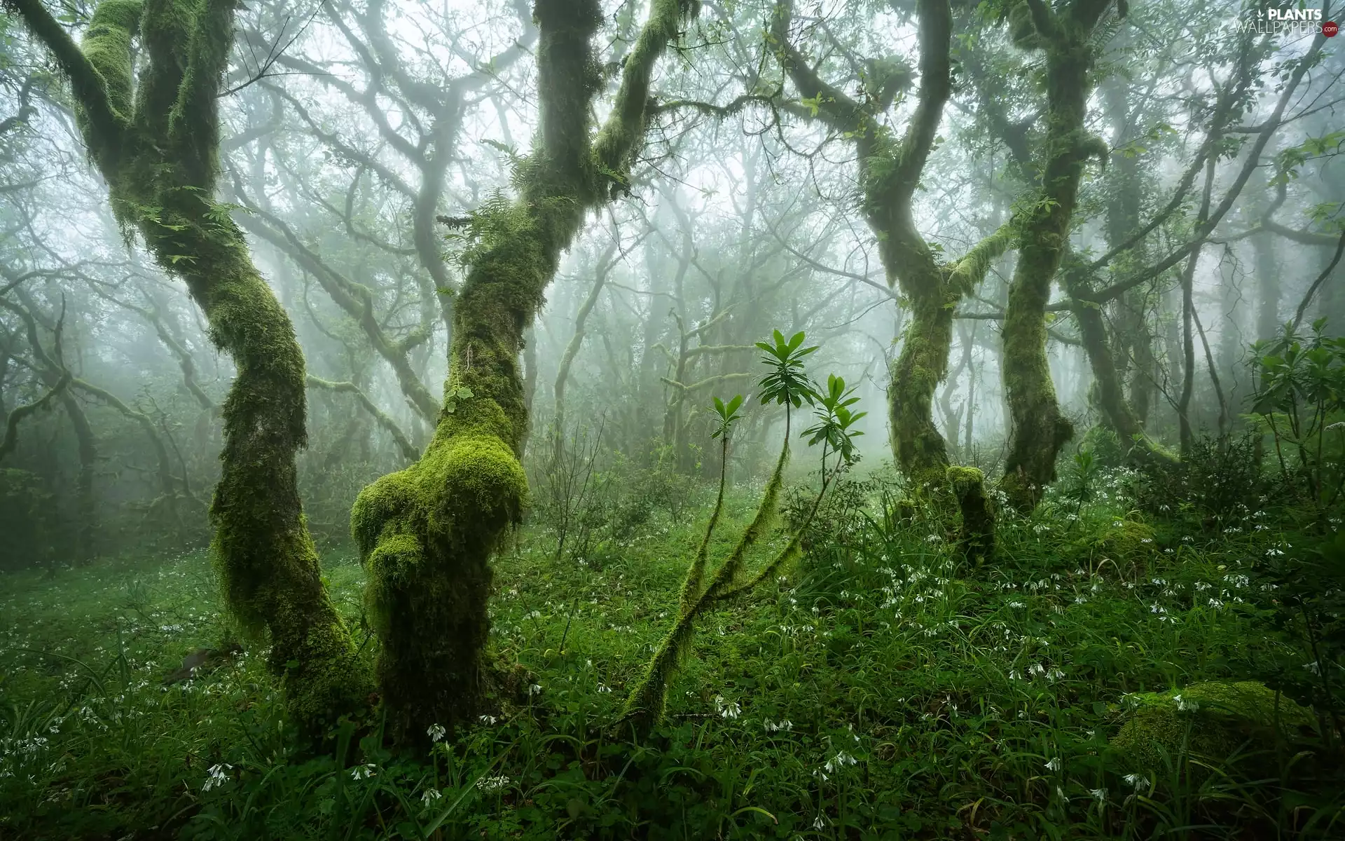trees, forest, VEGETATION, Fog, viewes, mossy