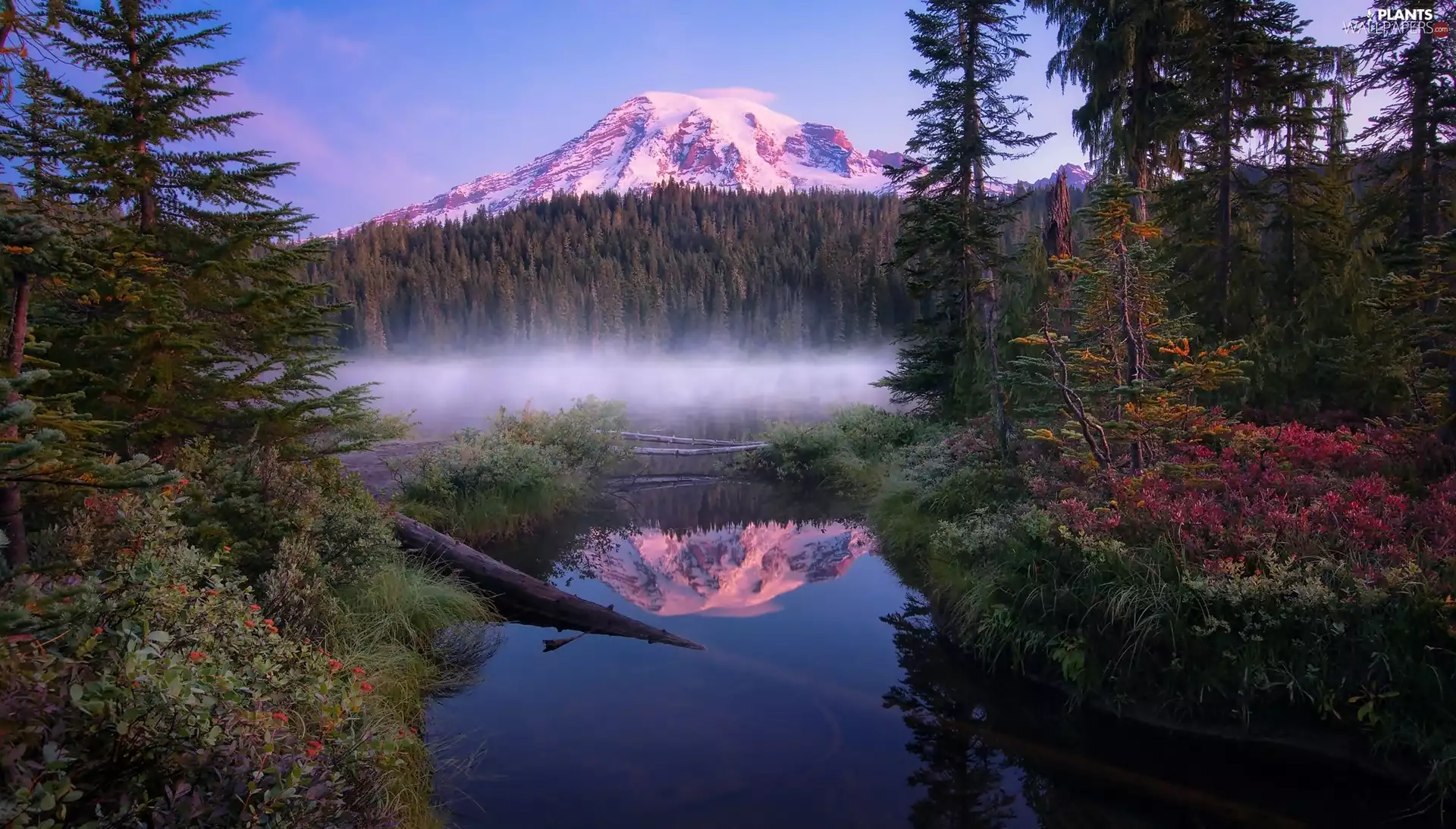 forest, Washington State, Reflection Lakes, viewes, Mount Rainier Peak, The United States, Mount Rainier National Park, Fog, trees, mountains