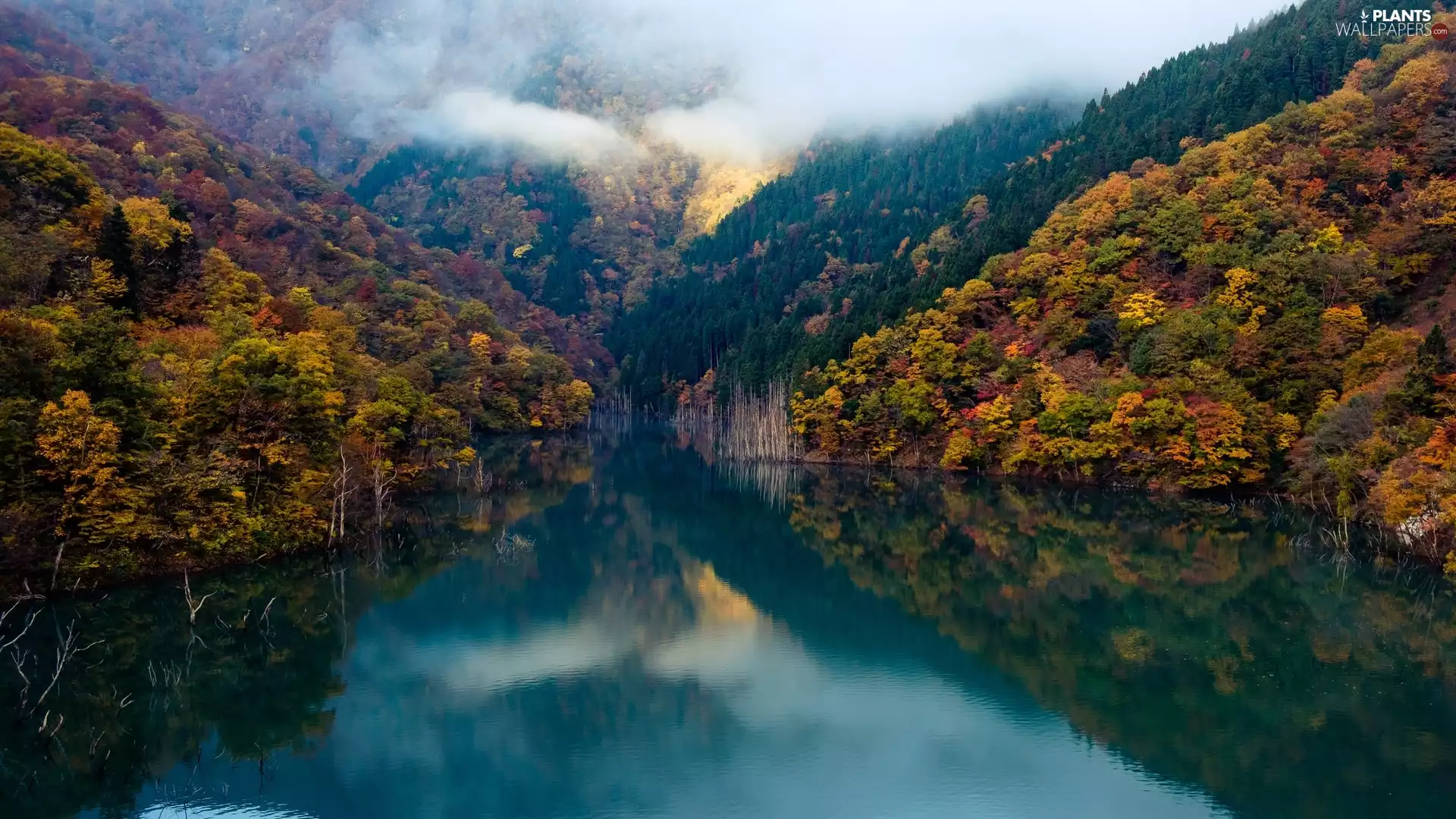 viewes, Fog, Mountains, trees, autumn