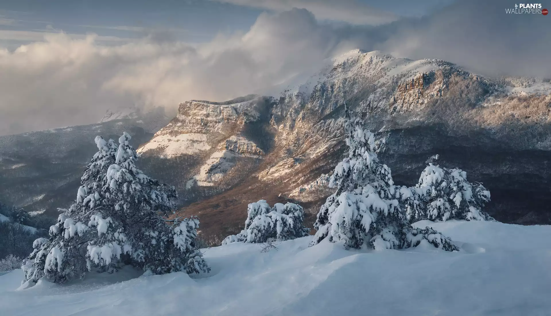 trees, winter, clouds, Fog, viewes, Mountains