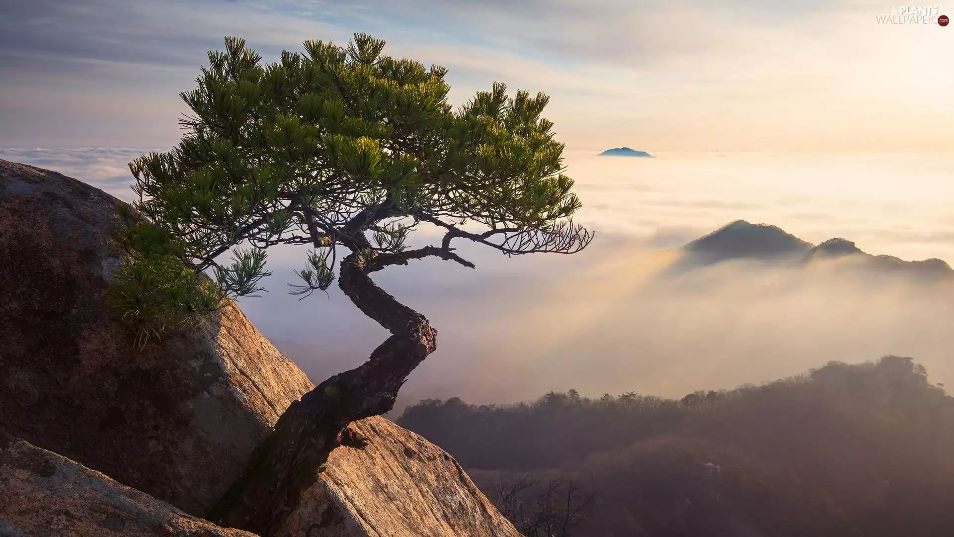 Mountains, pine, rocks, Fog