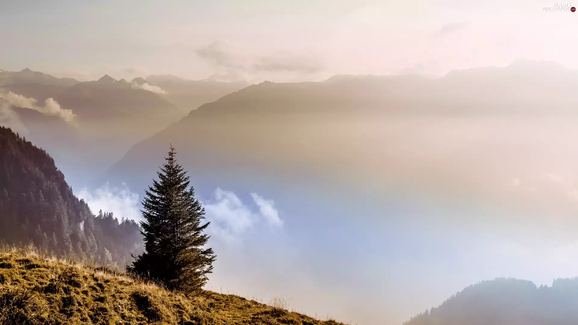 Fog, trees, Mountains