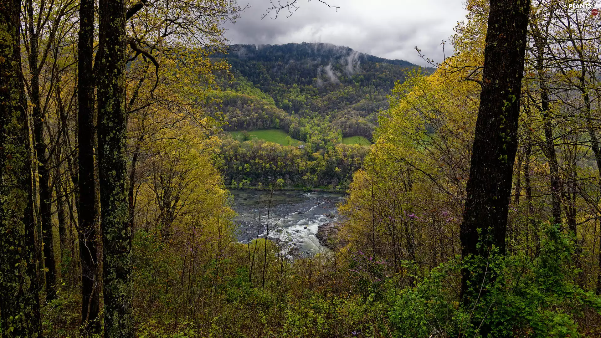 River, Wooded, viewes, Fog, trees, Mountains