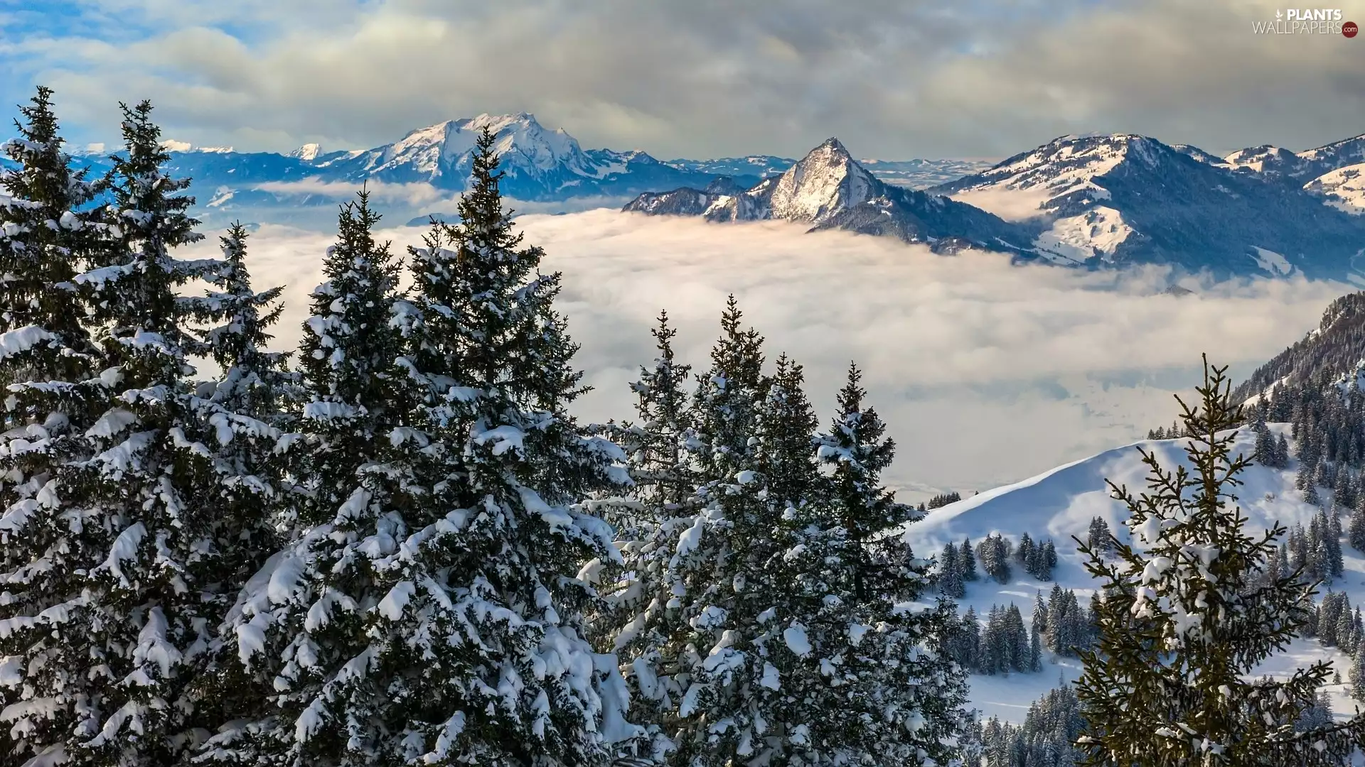 Snowy, winter, viewes, Fog, trees, Mountains