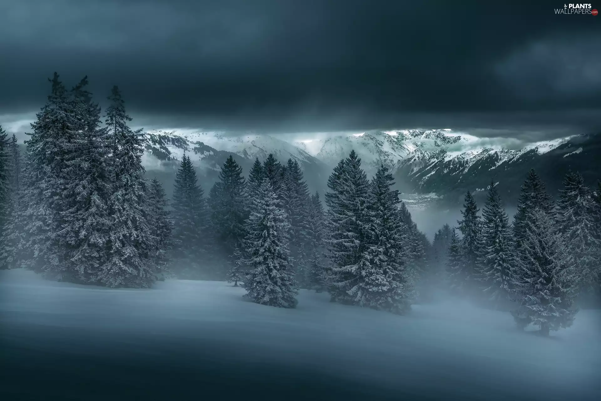 forest, Fog, Mountains, Spruces, winter