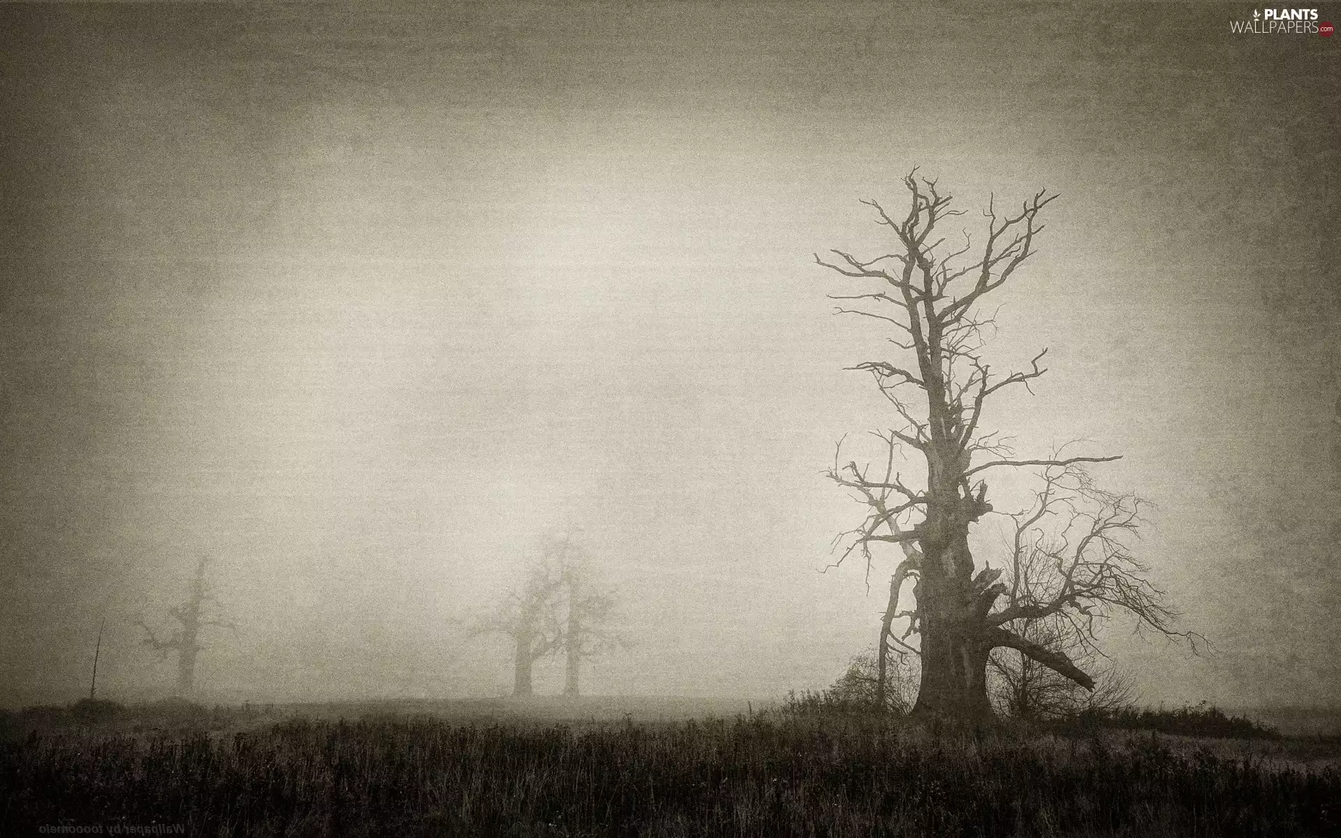 Rogalin, Fog, Old Photo, oaks