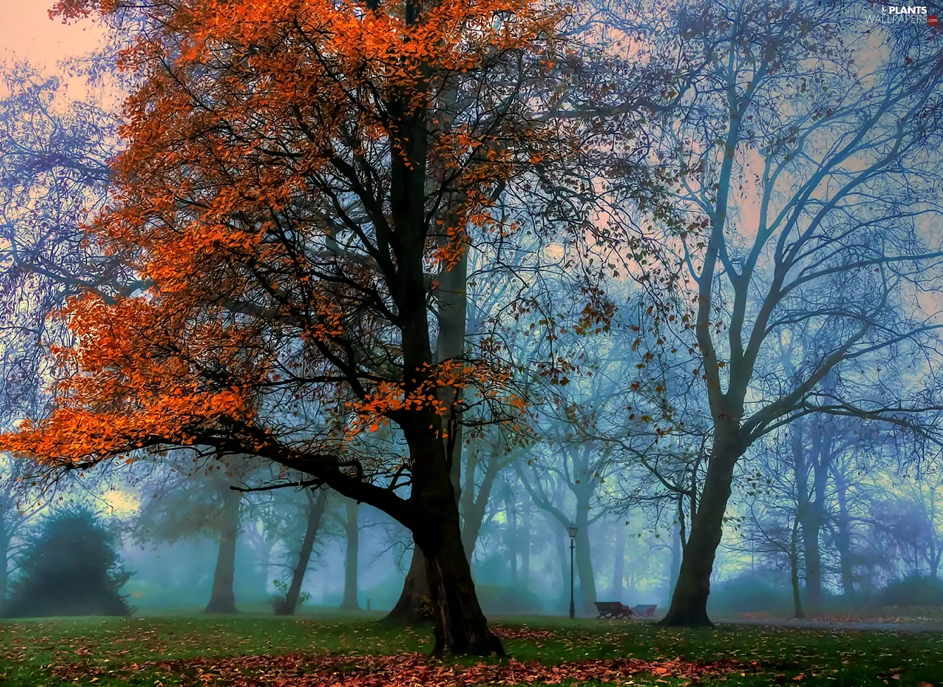 Park, trees, viewes, Fog