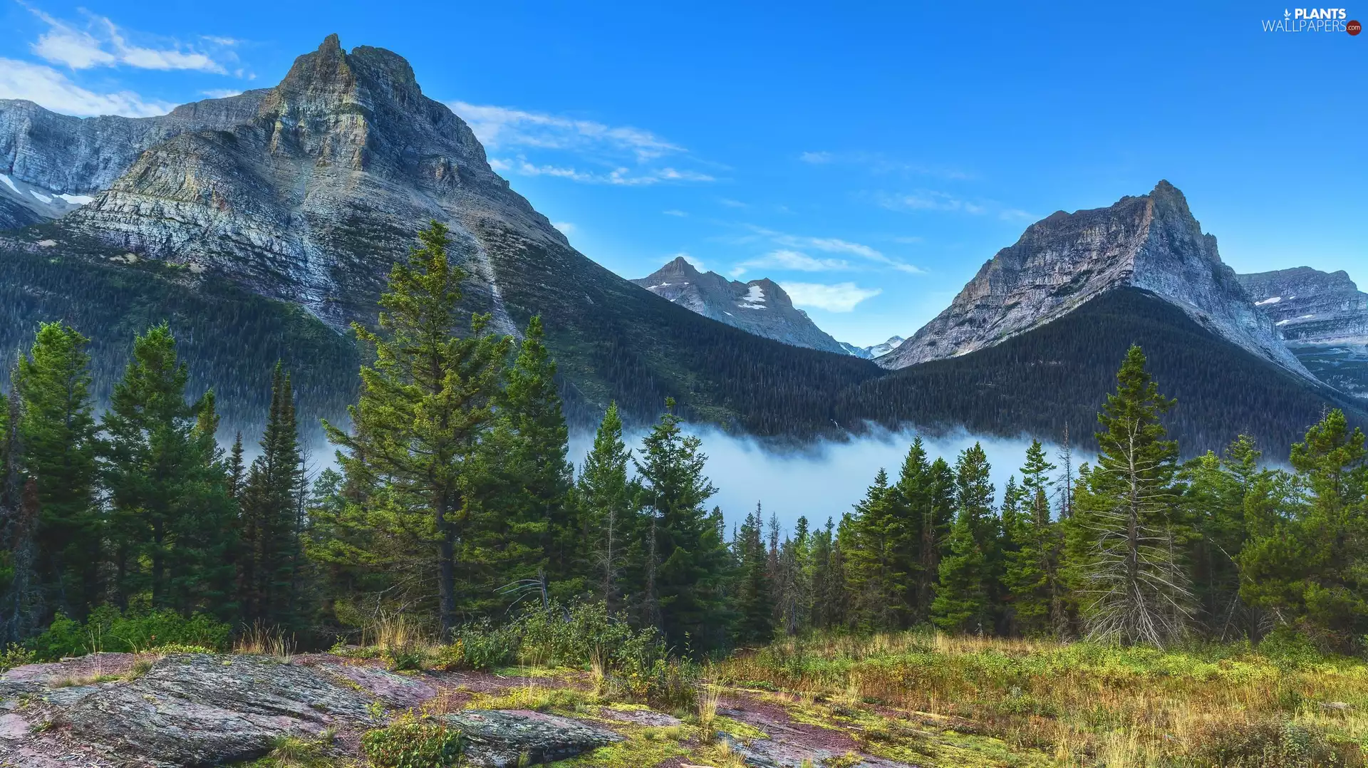 viewes, Fog, peaks, trees, Mountains