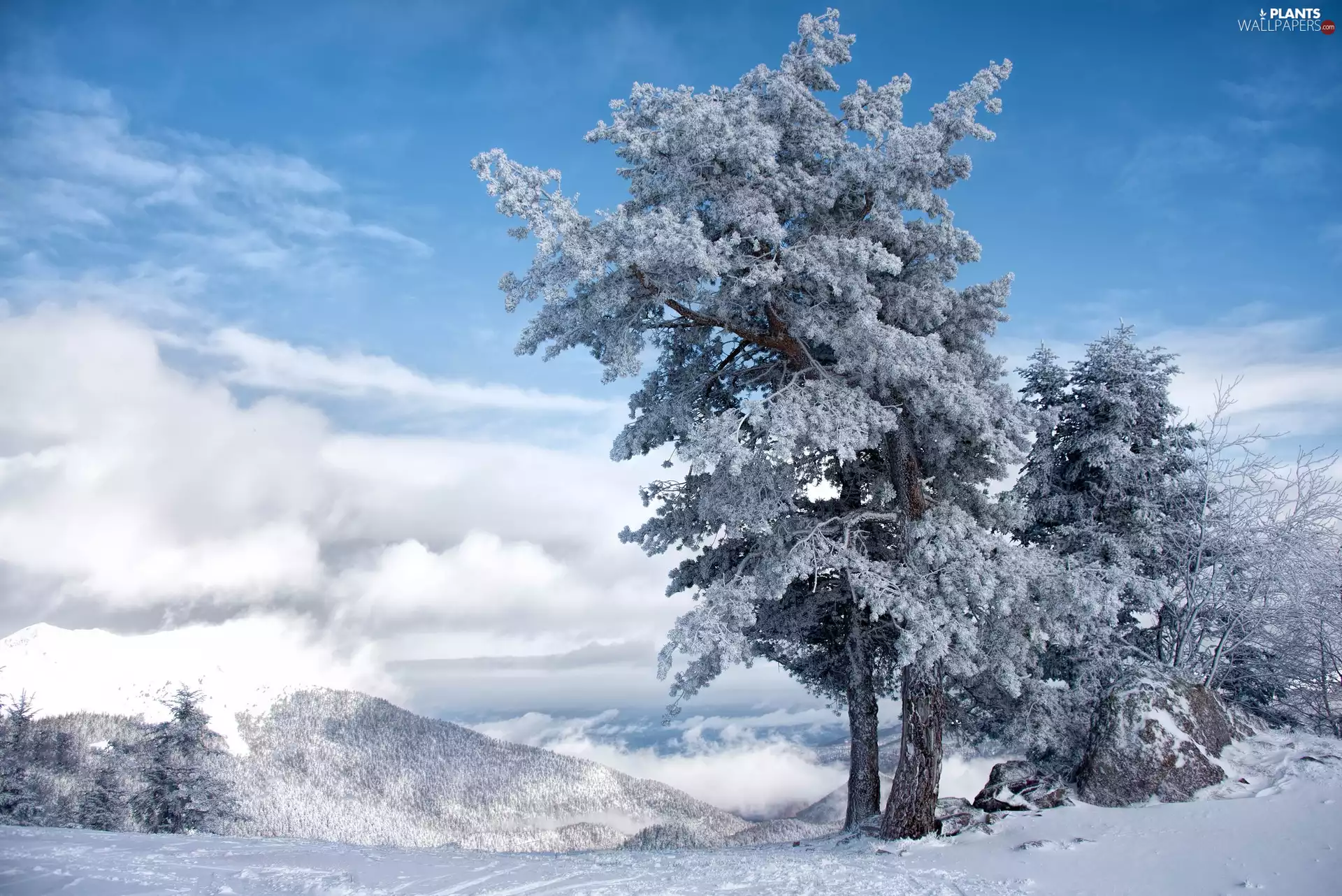 frosty, Mountains, pine, Fog, winter, trees, Stones