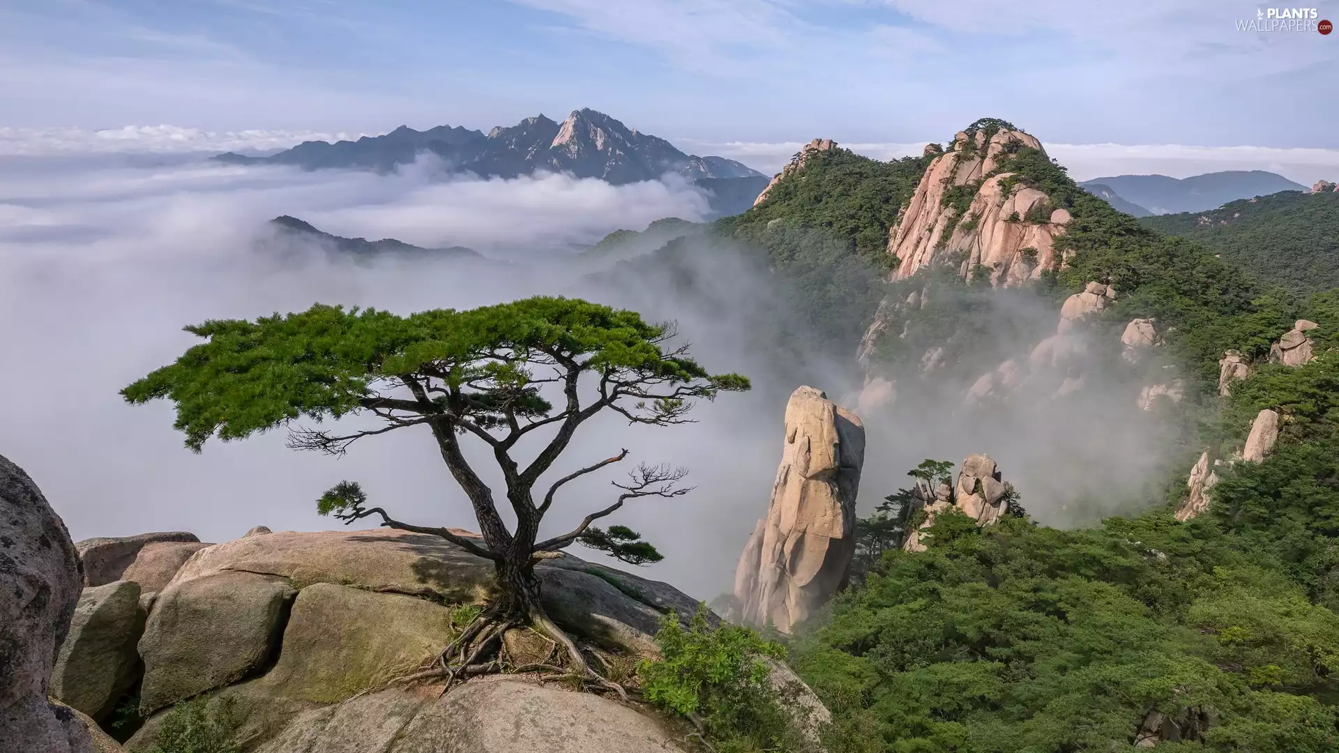 trees, rocks, pine, Fog, Mountains, viewes, Bush