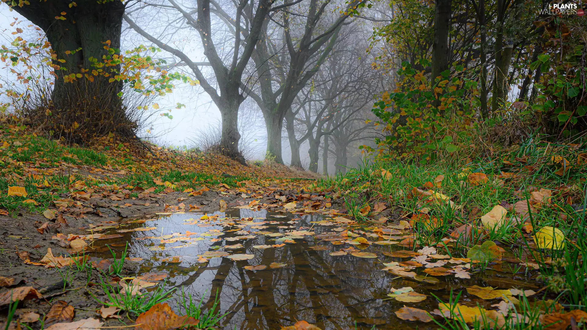 grass, viewes, puddle, Fog, trees, Leaf, autumn