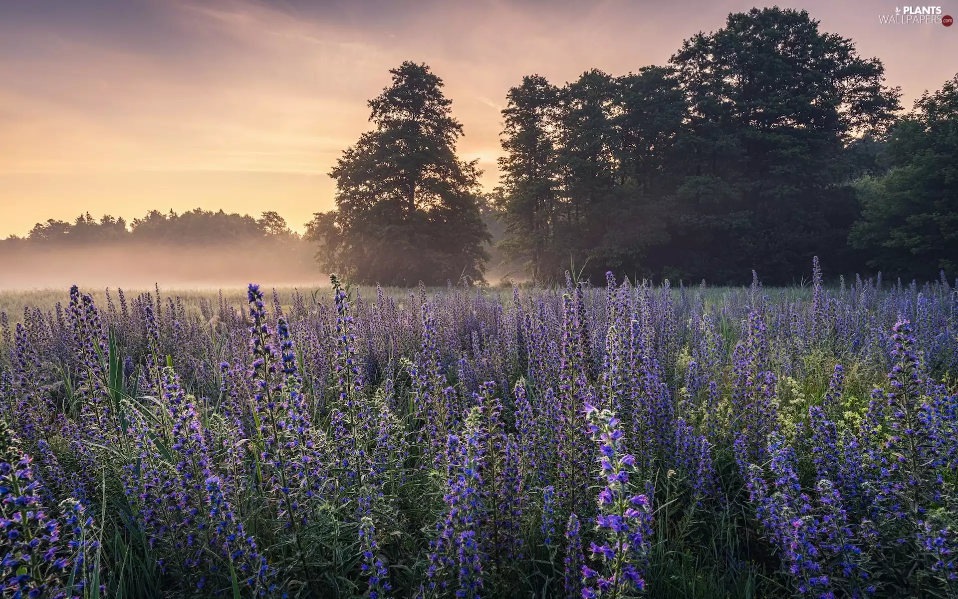 Flowers, Meadow, viewes, Fog, trees, purple
