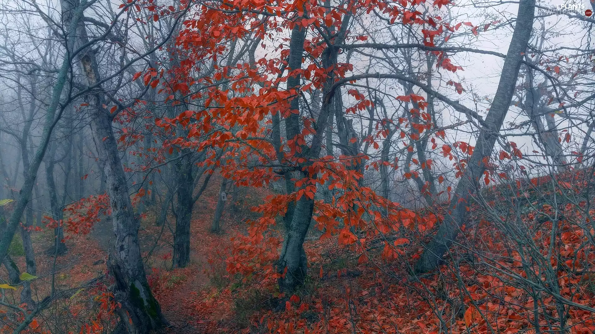 trees, forest, Red, Fog, autumn, viewes, Leaf