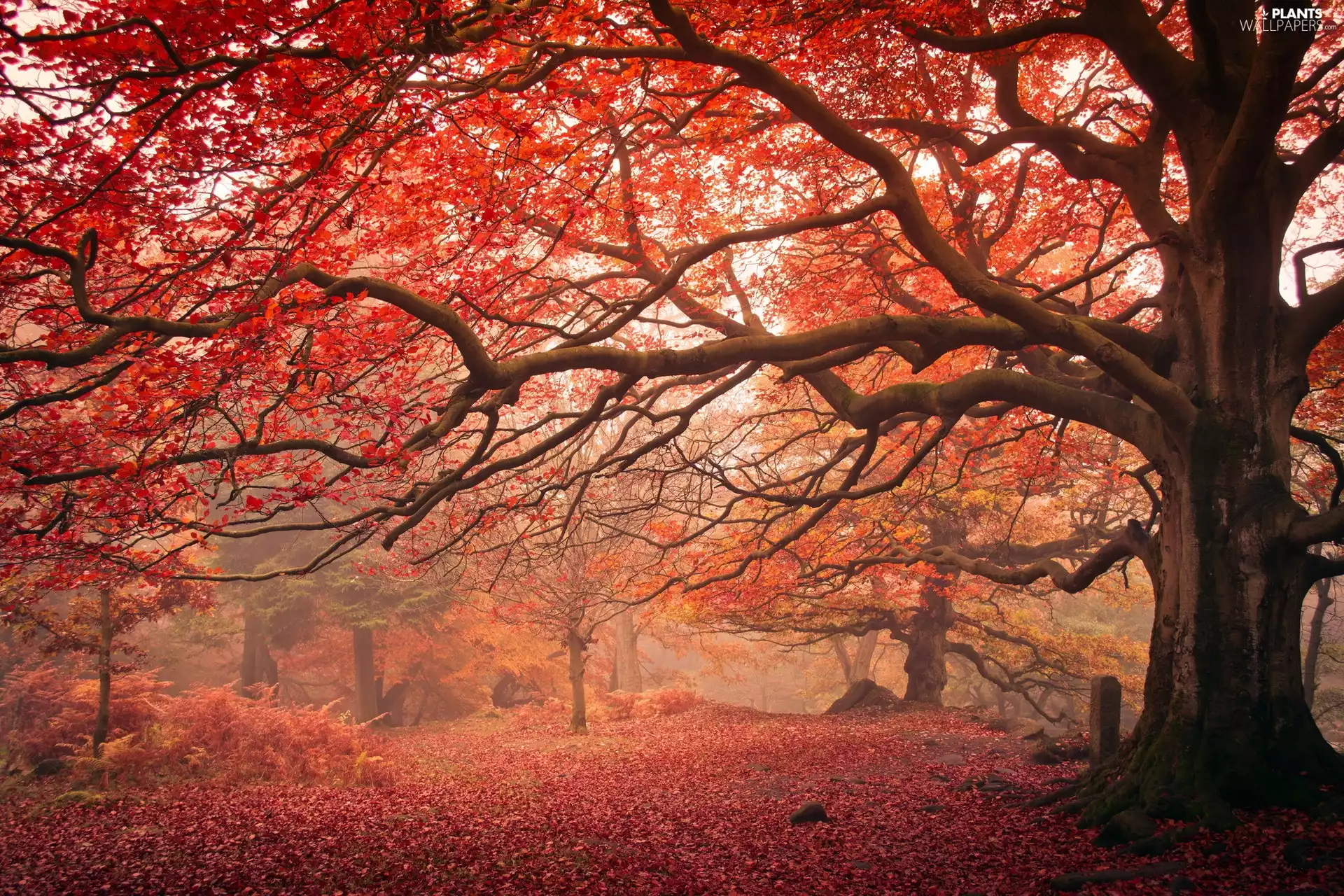 Leaf, forest, viewes, Fog, trees, Red