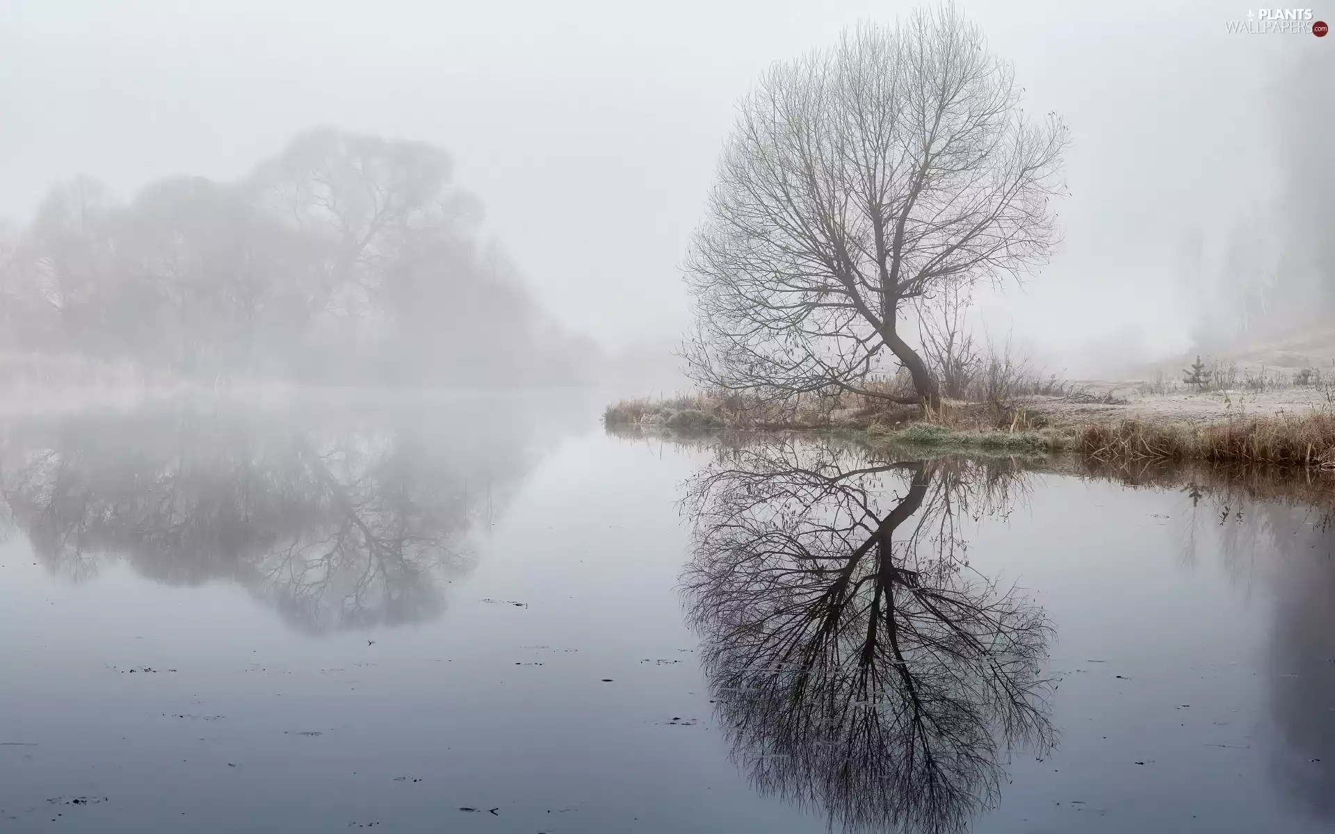 viewes, Fog, River, trees, autumn