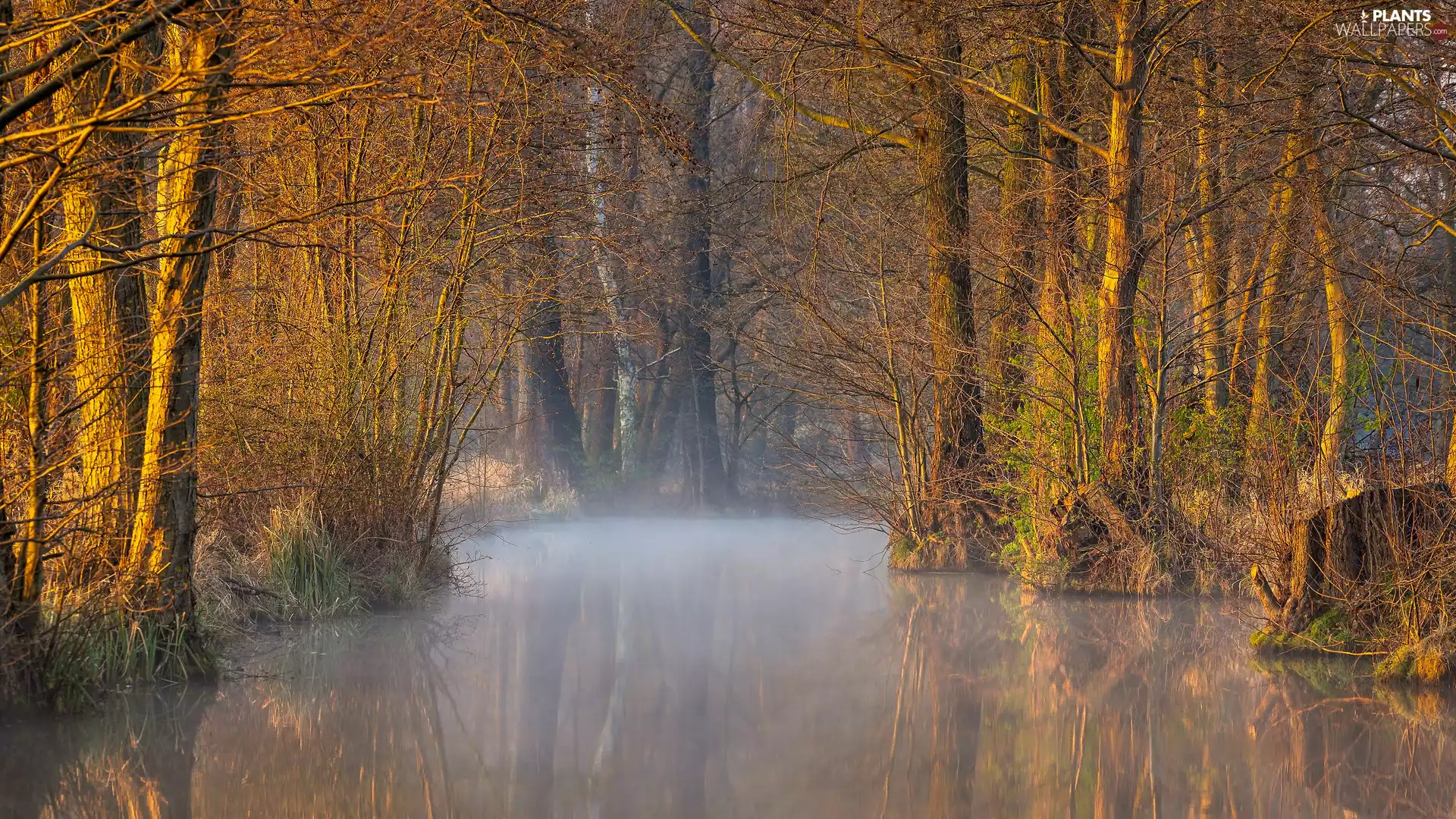 viewes, Fog, River, trees, forest