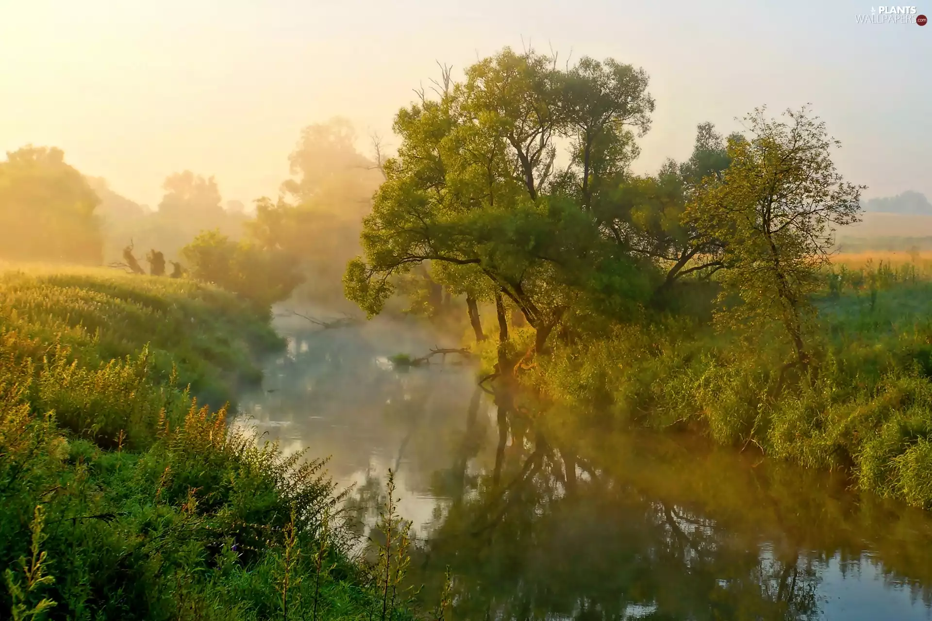 River, trees, viewes, Fog