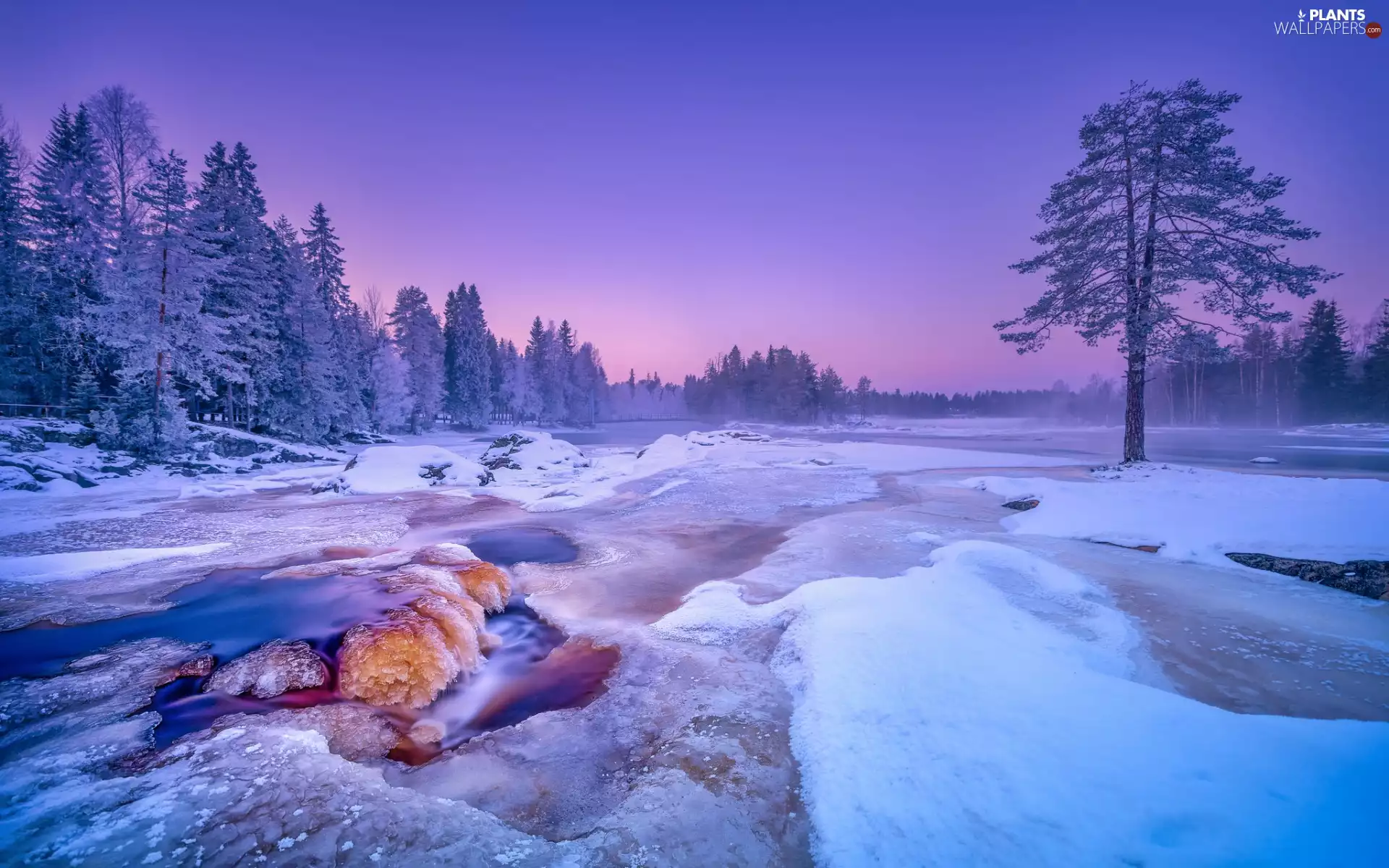 viewes, Fog, River, trees, winter