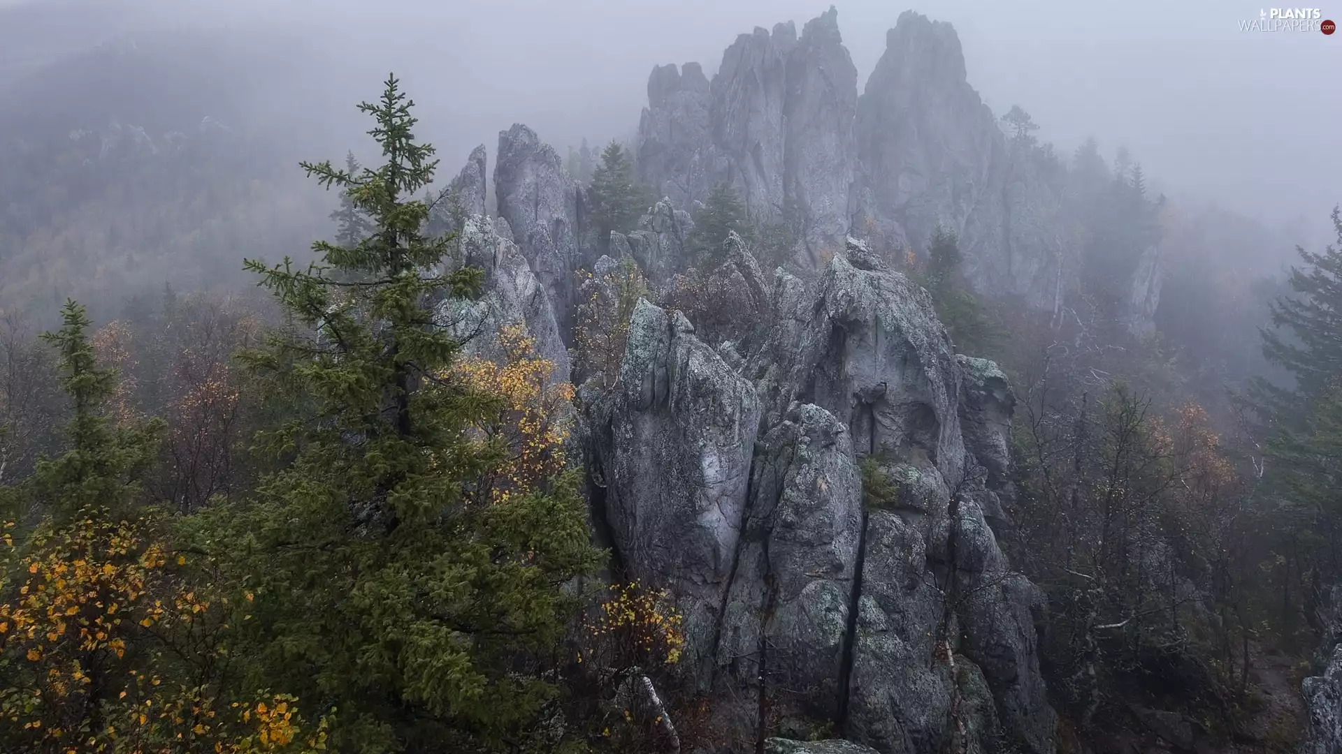 viewes, Fog, rocks, trees, Mountains