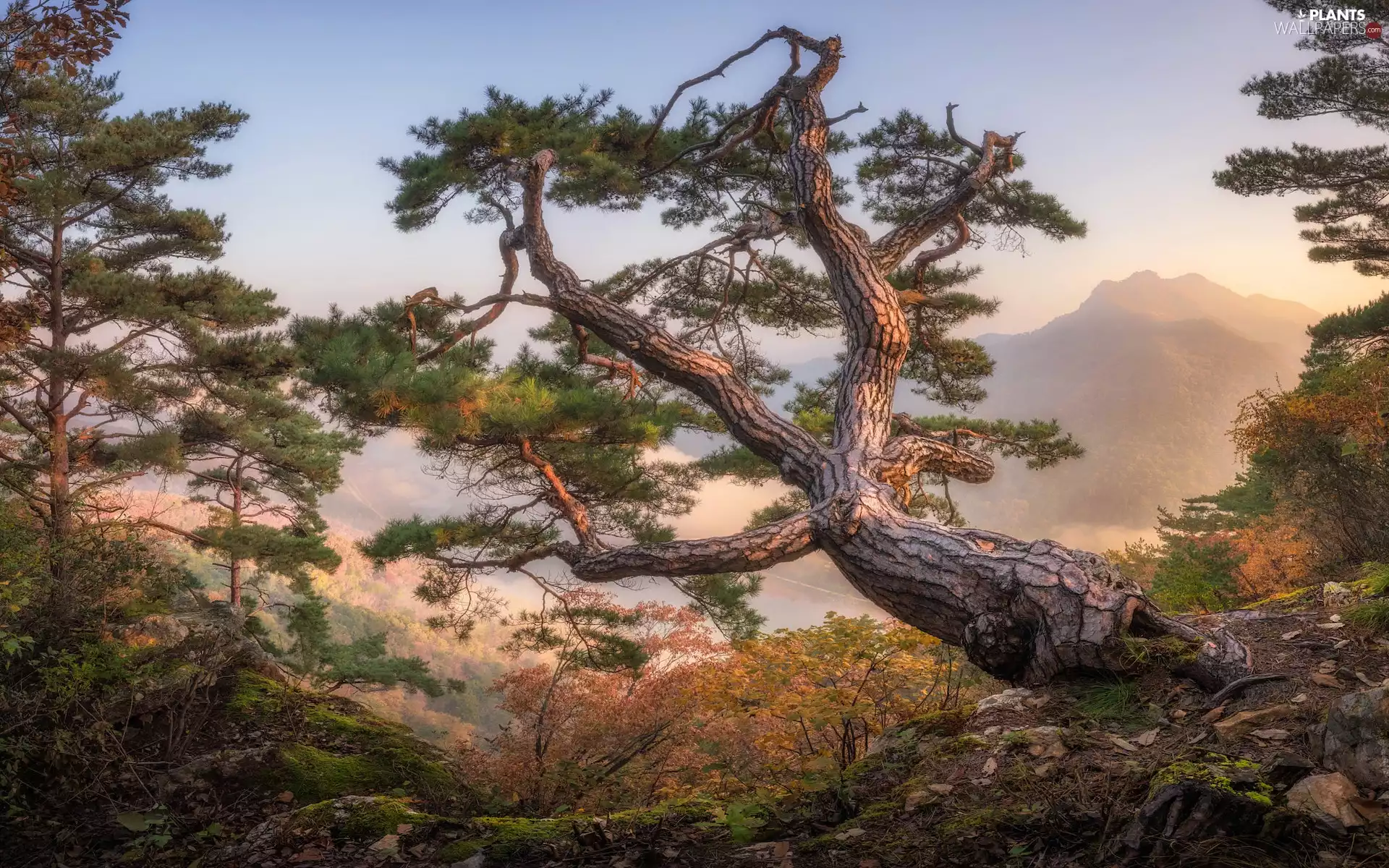trees, Mountains, pine, Fog, viewes, rocks