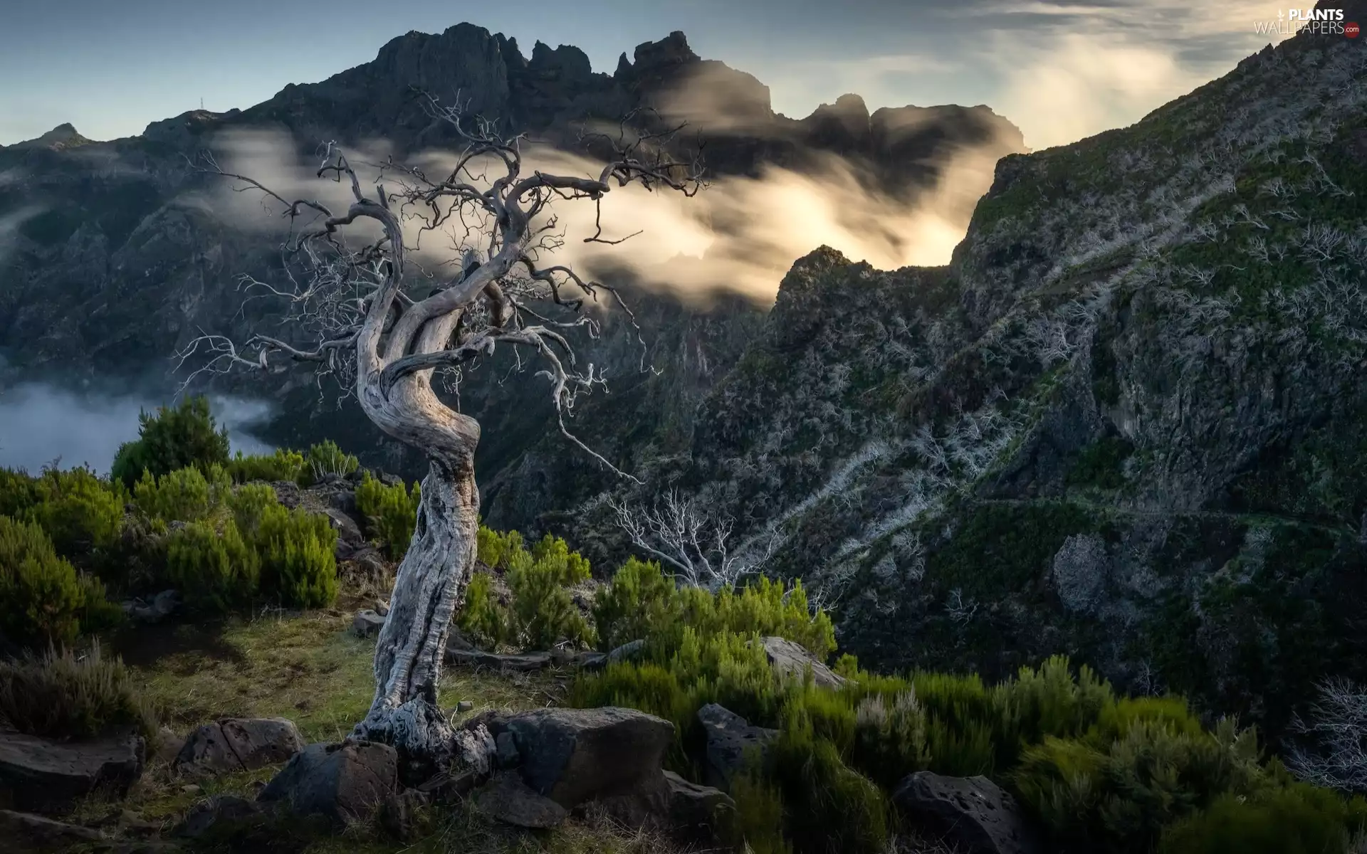 withered, Mountains, viewes, Fog, trees, rocks