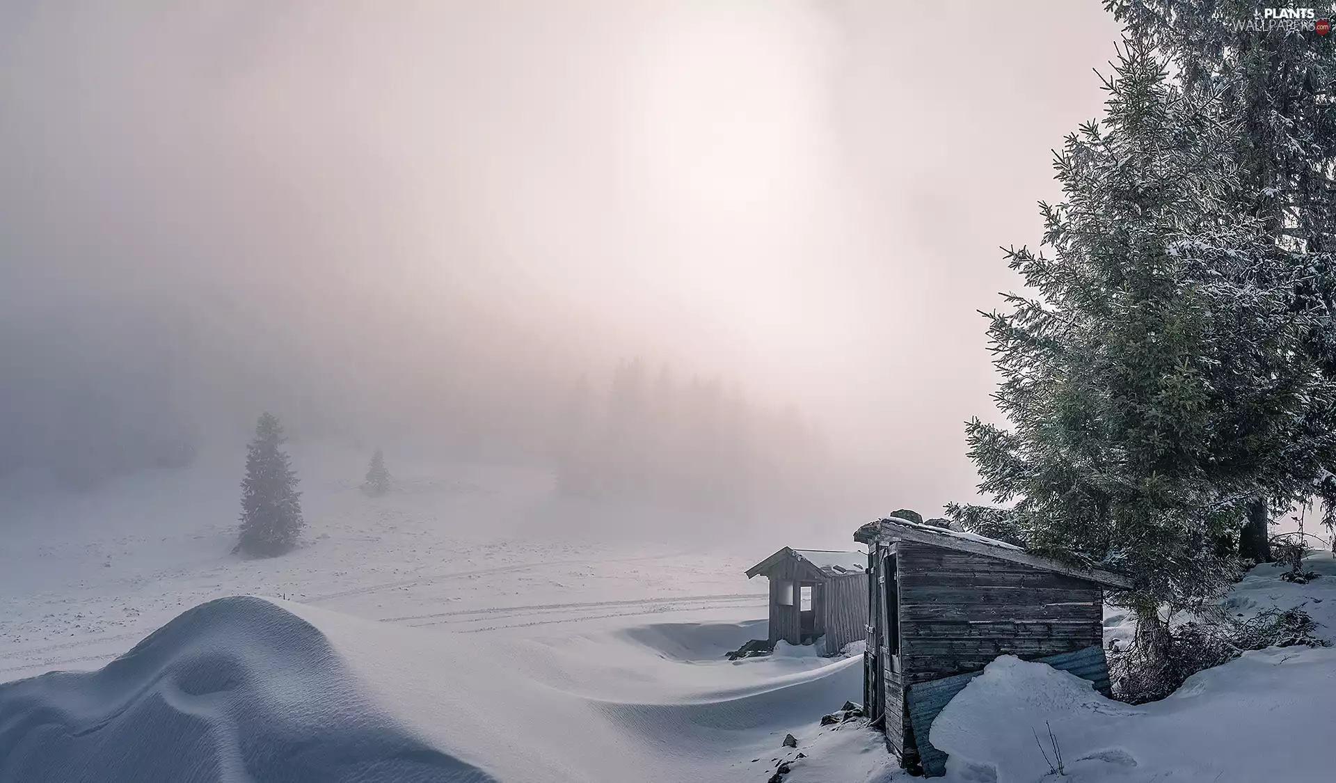 trees, winter, booths, Fog, viewes, snow
