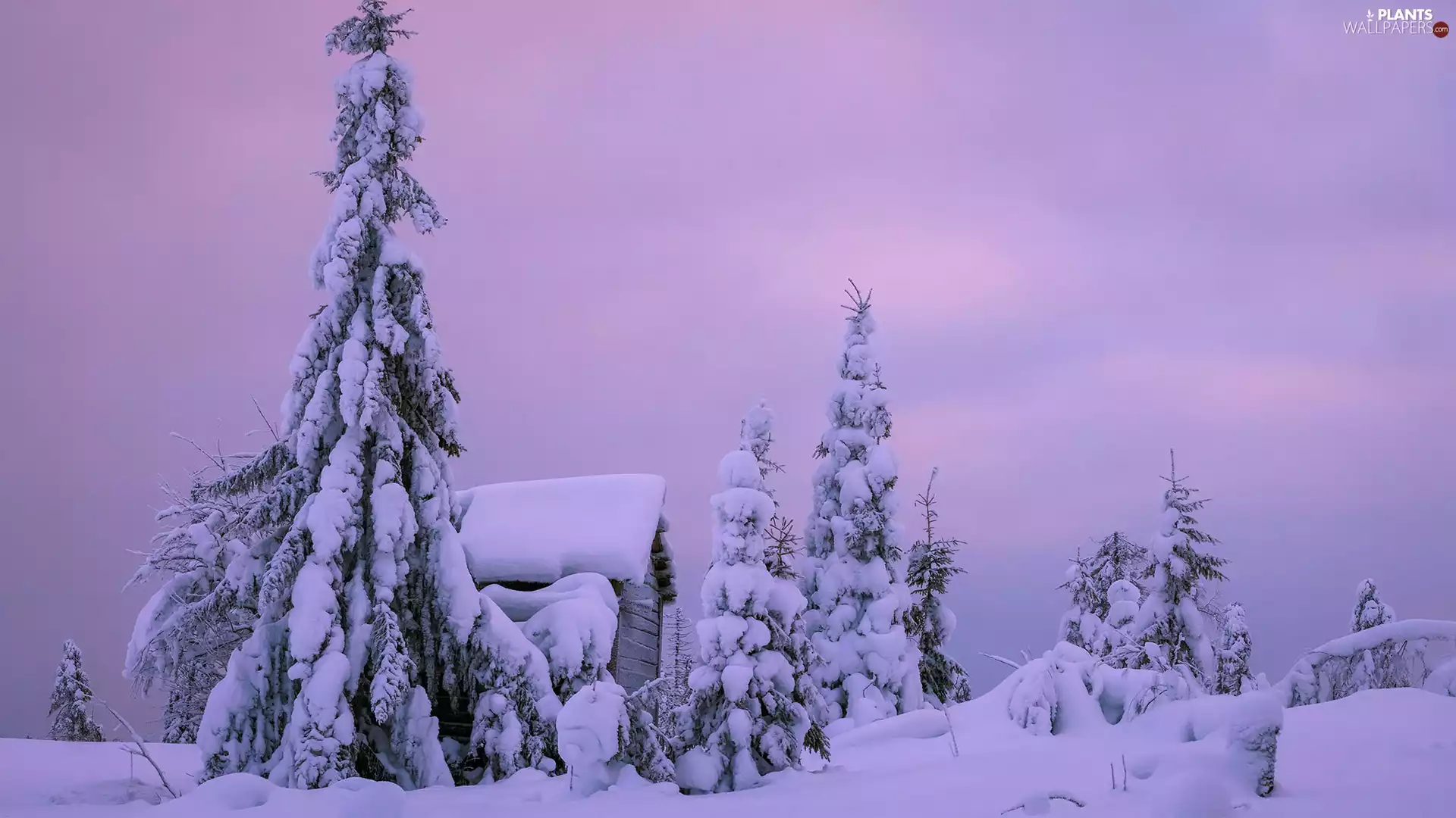trees, winter, house, Fog, viewes, snow