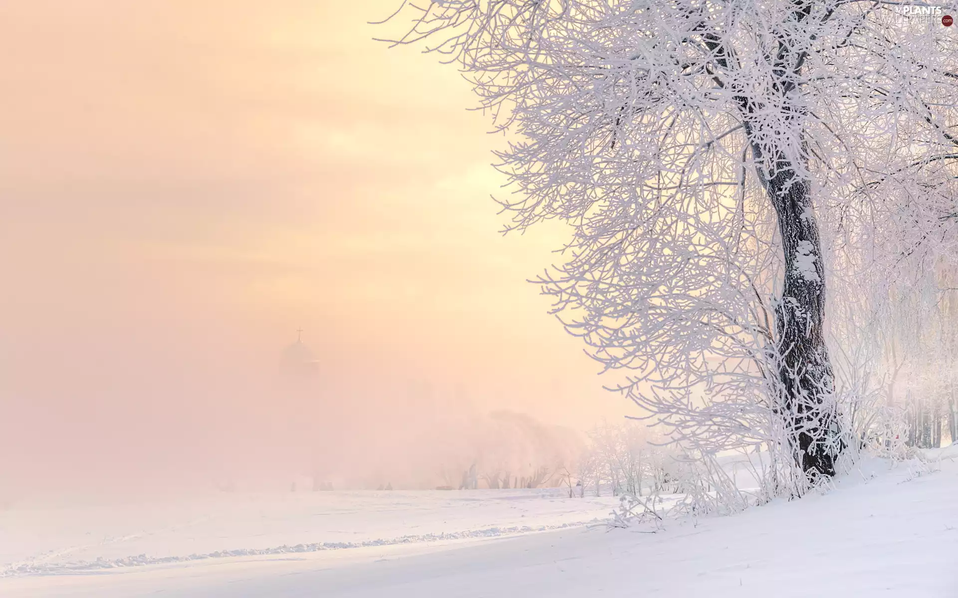trees, Fog, snow, frosty, winter