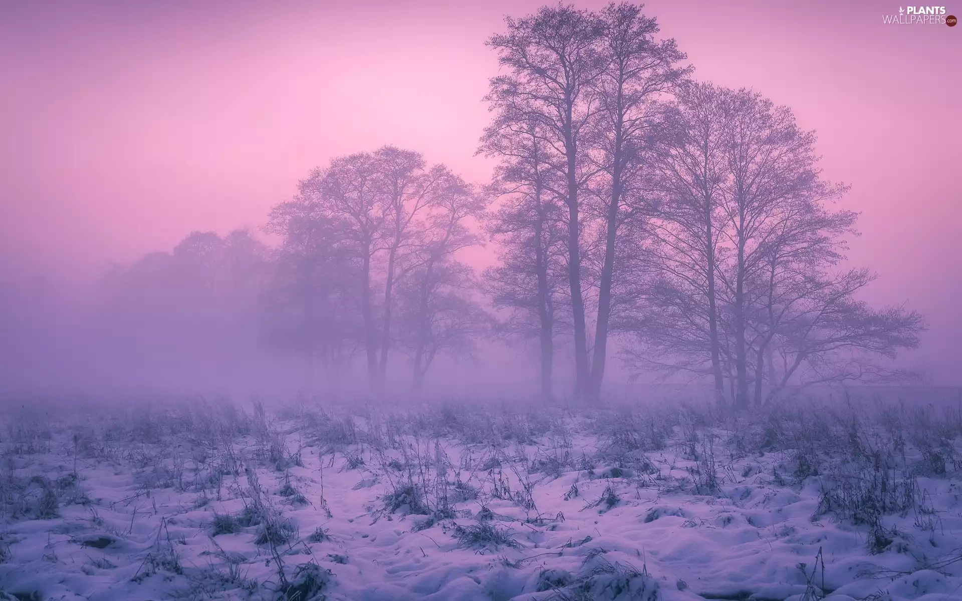 viewes, Fog, snow, trees, winter