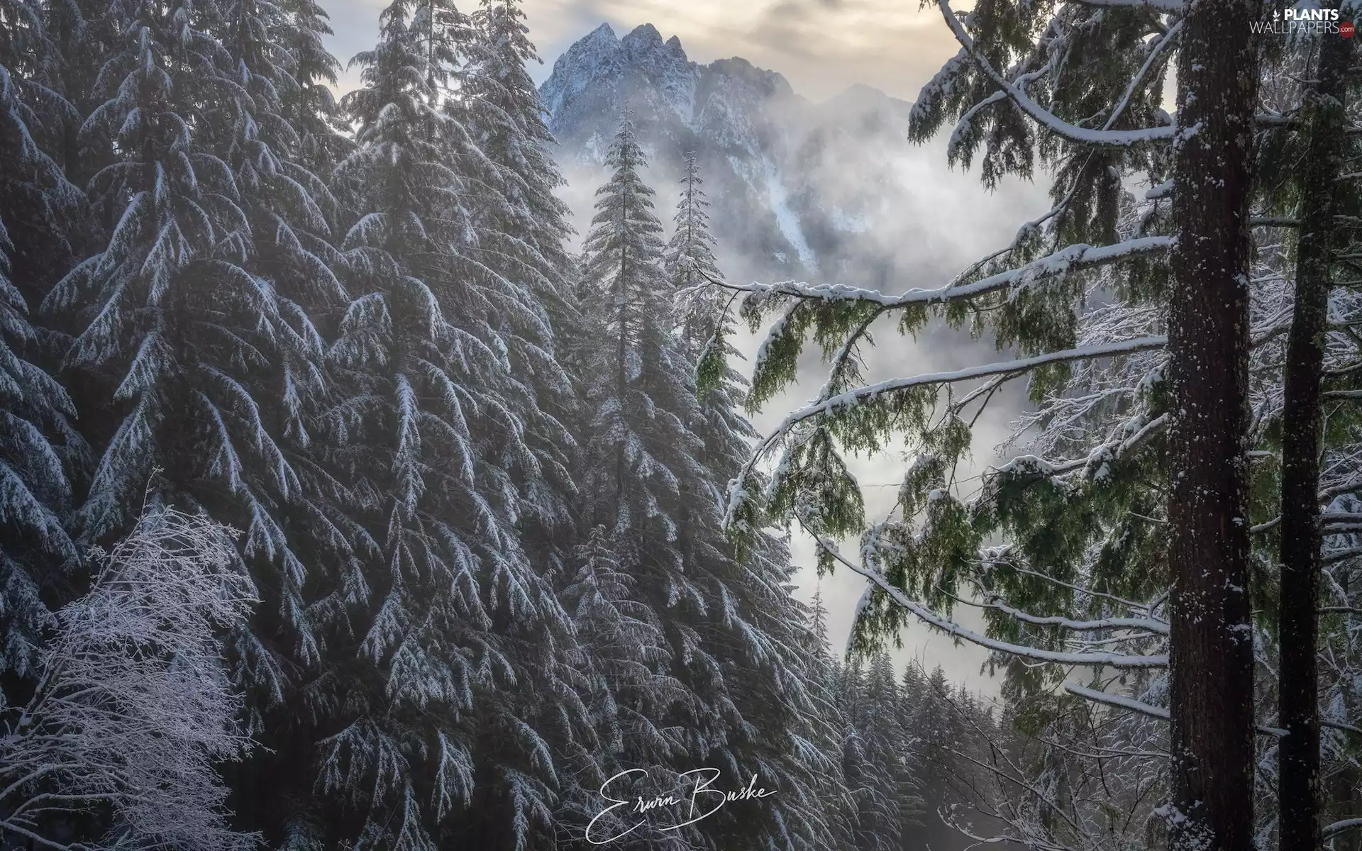 viewes, Fog, Snowy, trees, Mountains