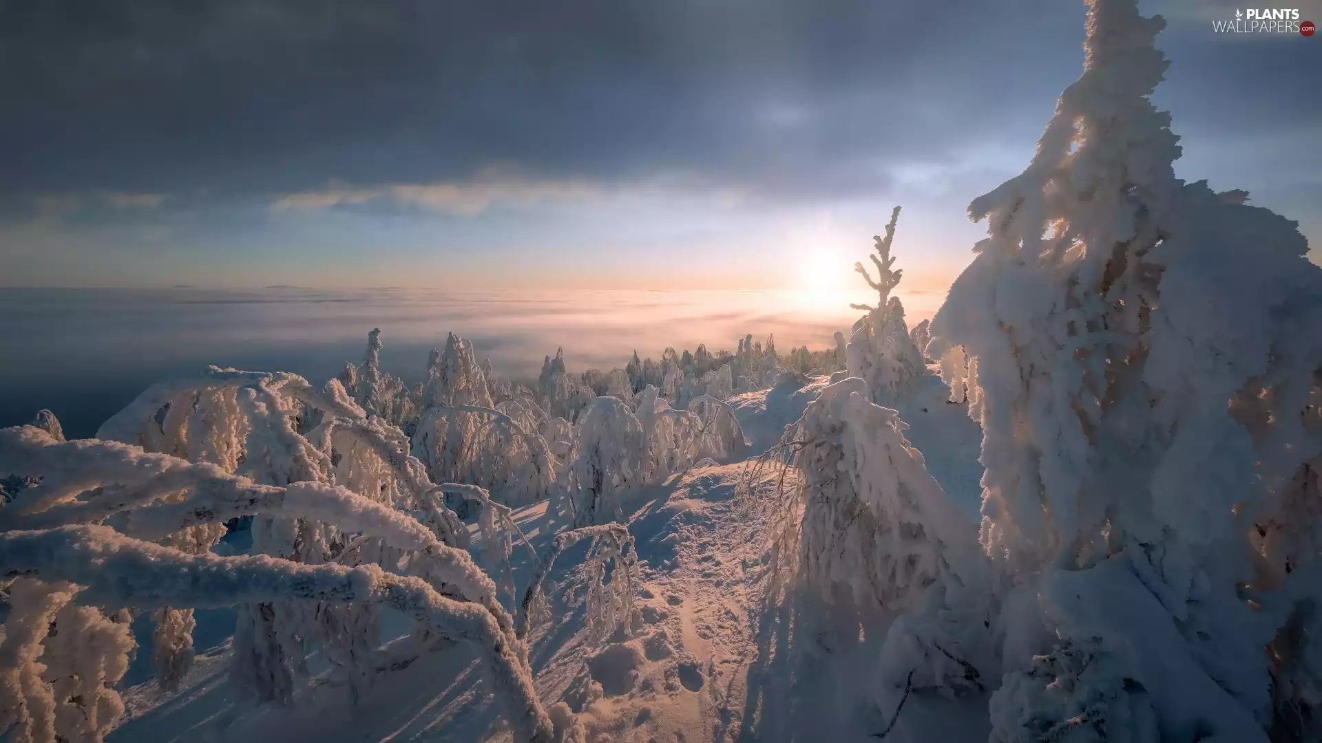 trees, winter, Sunrise, Fog, viewes, Snowy