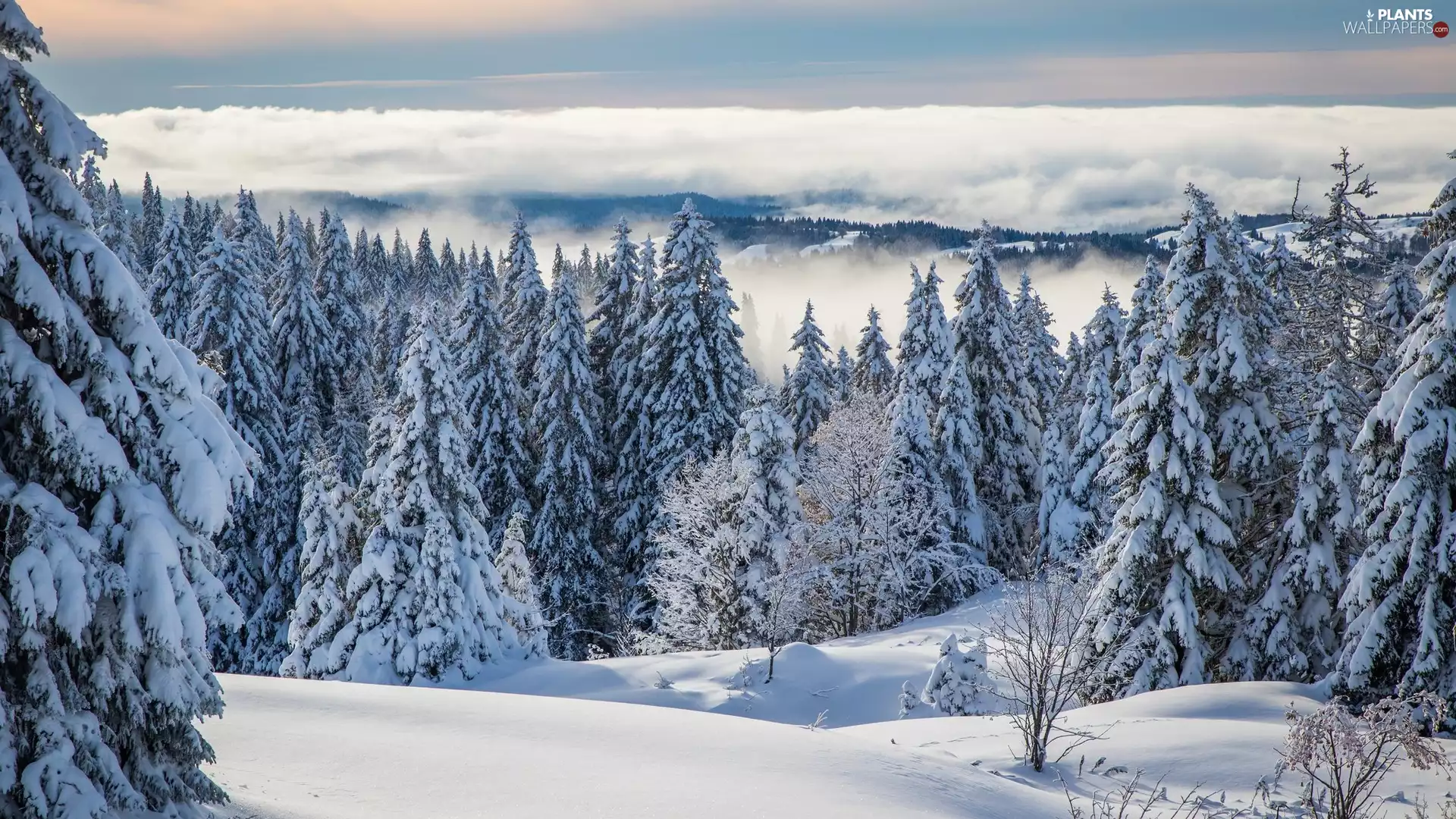 Falling, Fog, Snowy, Spruces, winter
