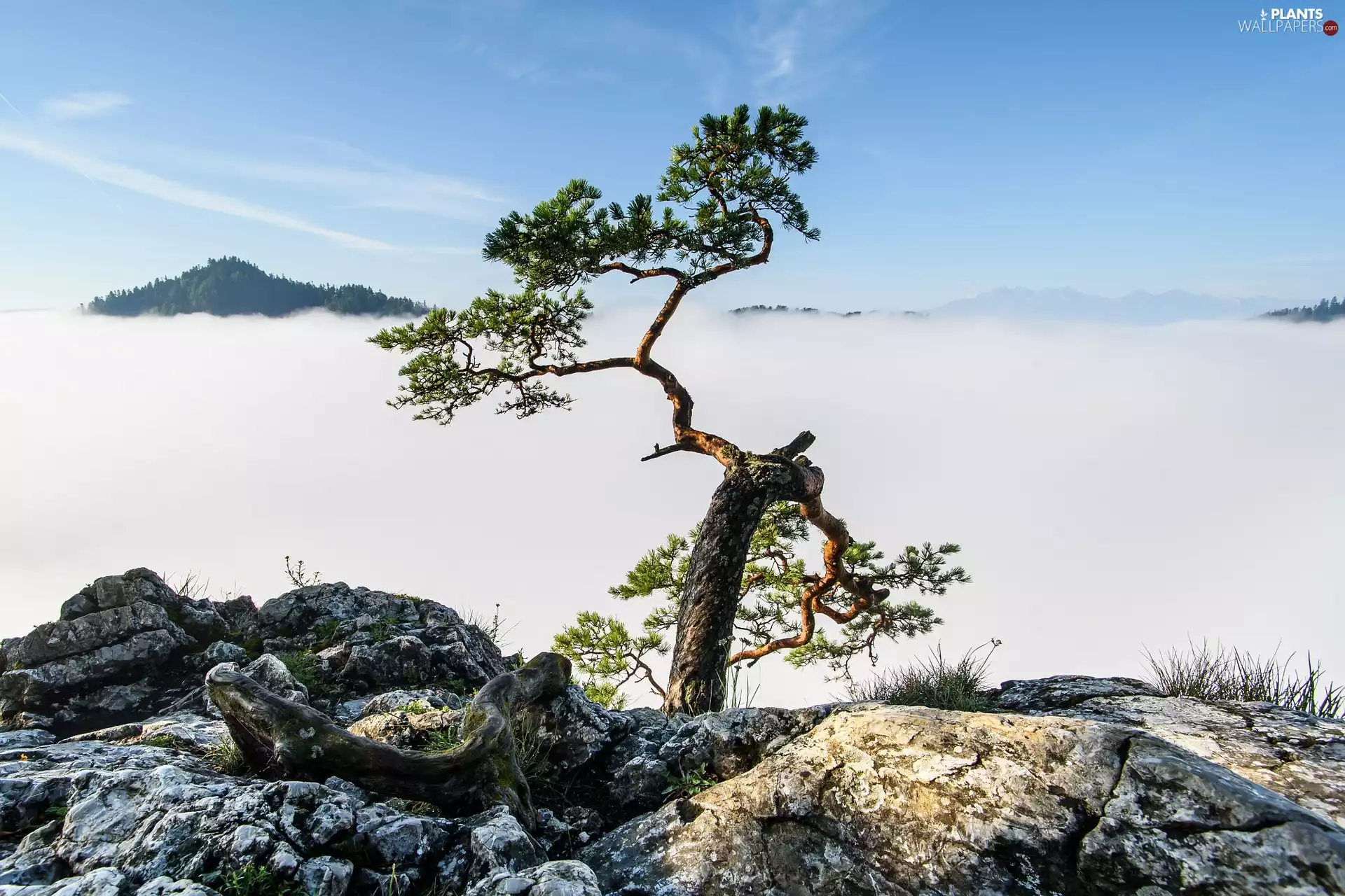 rocks, Pieniny, Sokolica, pine, Pieniny National Park, Mountains, mount, Fog, trees, Poland
