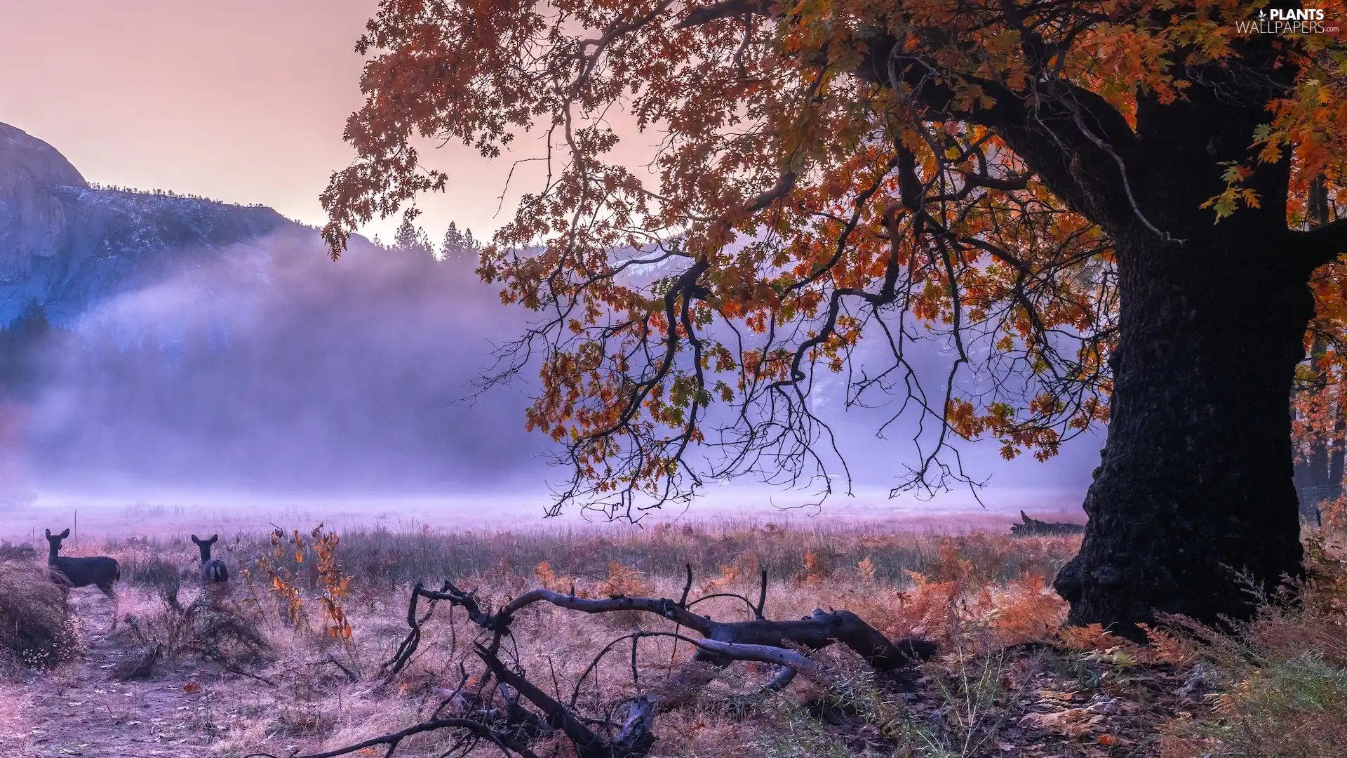 trees, California, Mountains, deer, autumn, The United States, Yosemite National Park, Lod on the beach, viewes, Fog