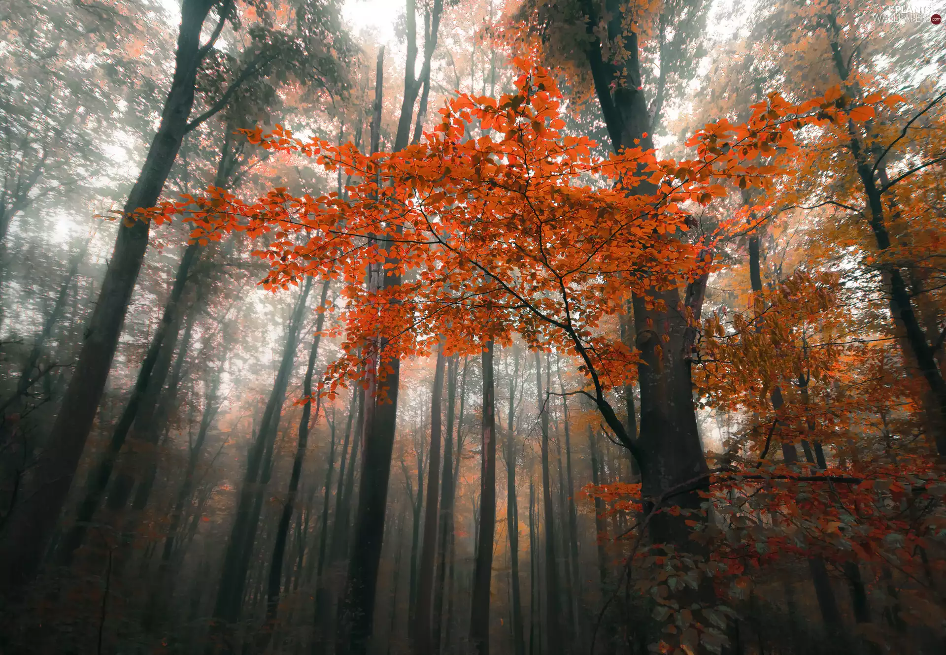 color, autumn, Stems, Fog, forest, Leaf, trees