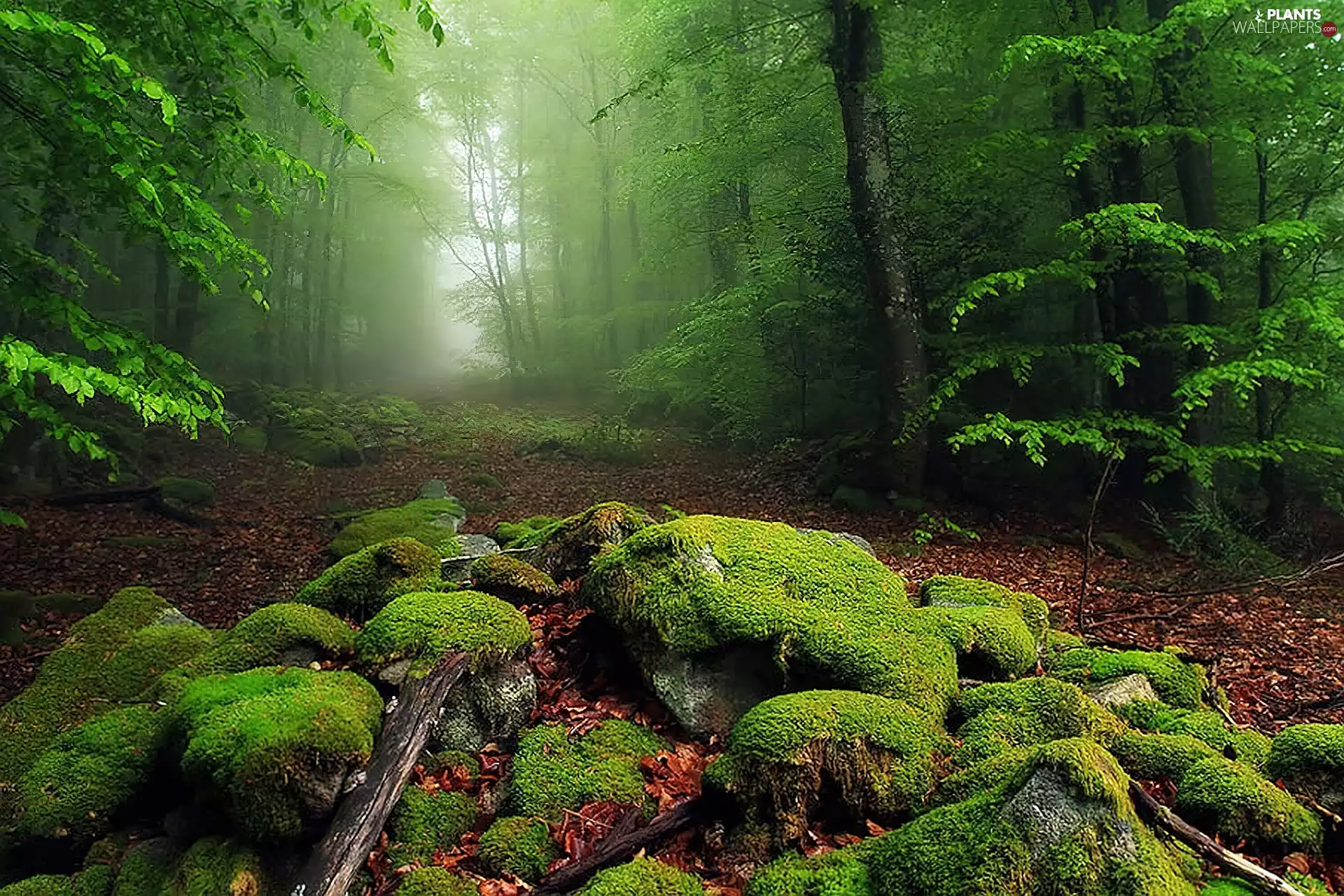 Leaf, Fog, Stones, Moss, forest