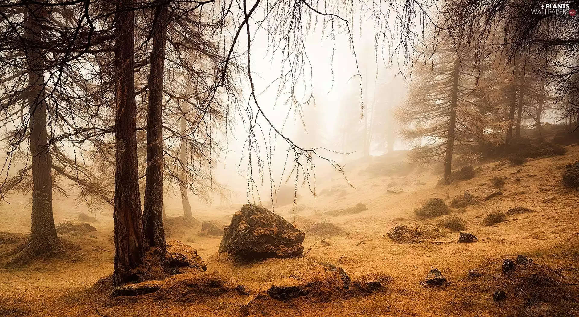Fog, forest, Stones