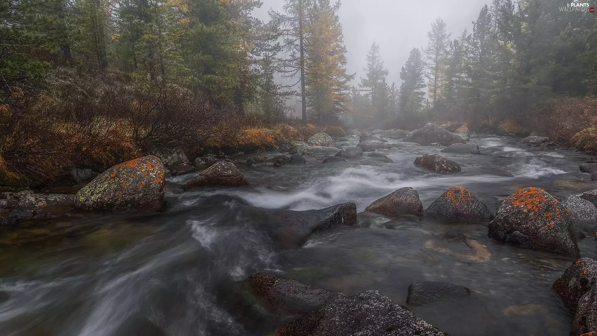 viewes, Fog, Stones, trees, River