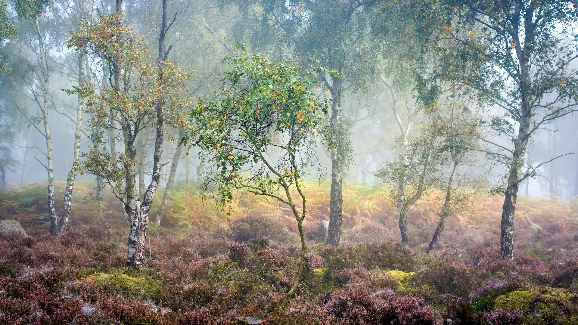 coppice, Fog, sun, birch, east