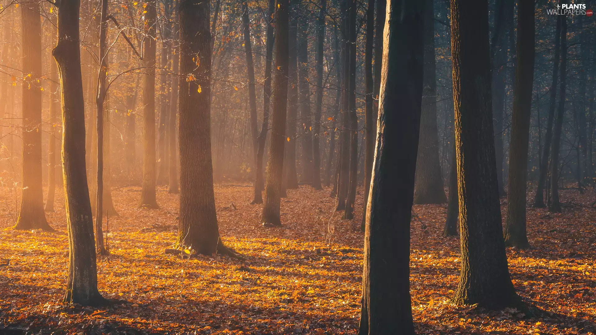 trees, forest, sunny, Fog, autumn, viewes, glamour