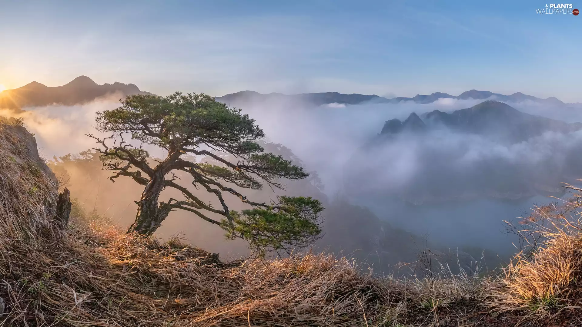 grass, Fog, Sunrise, pine, Mountains